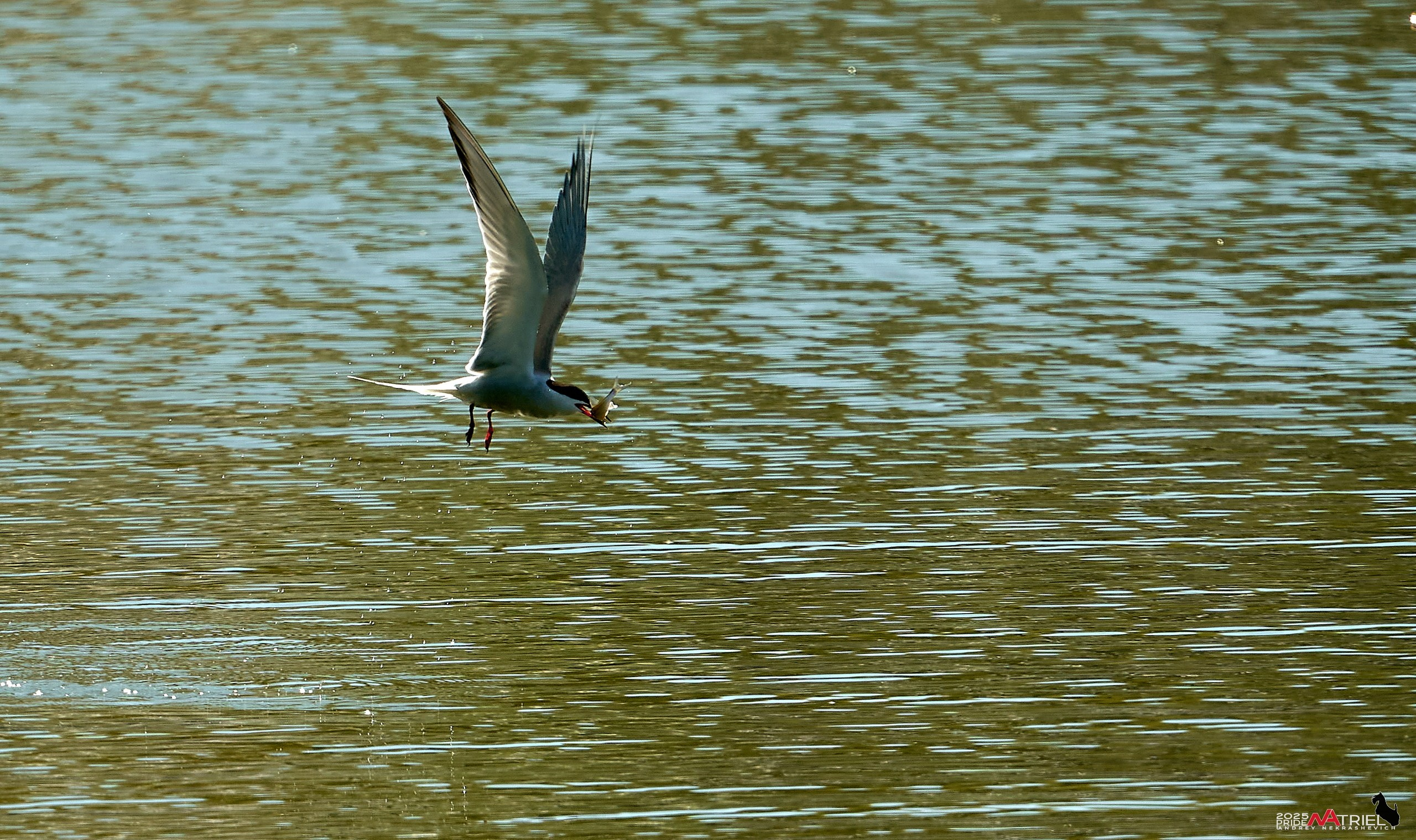 Птички и цветочки