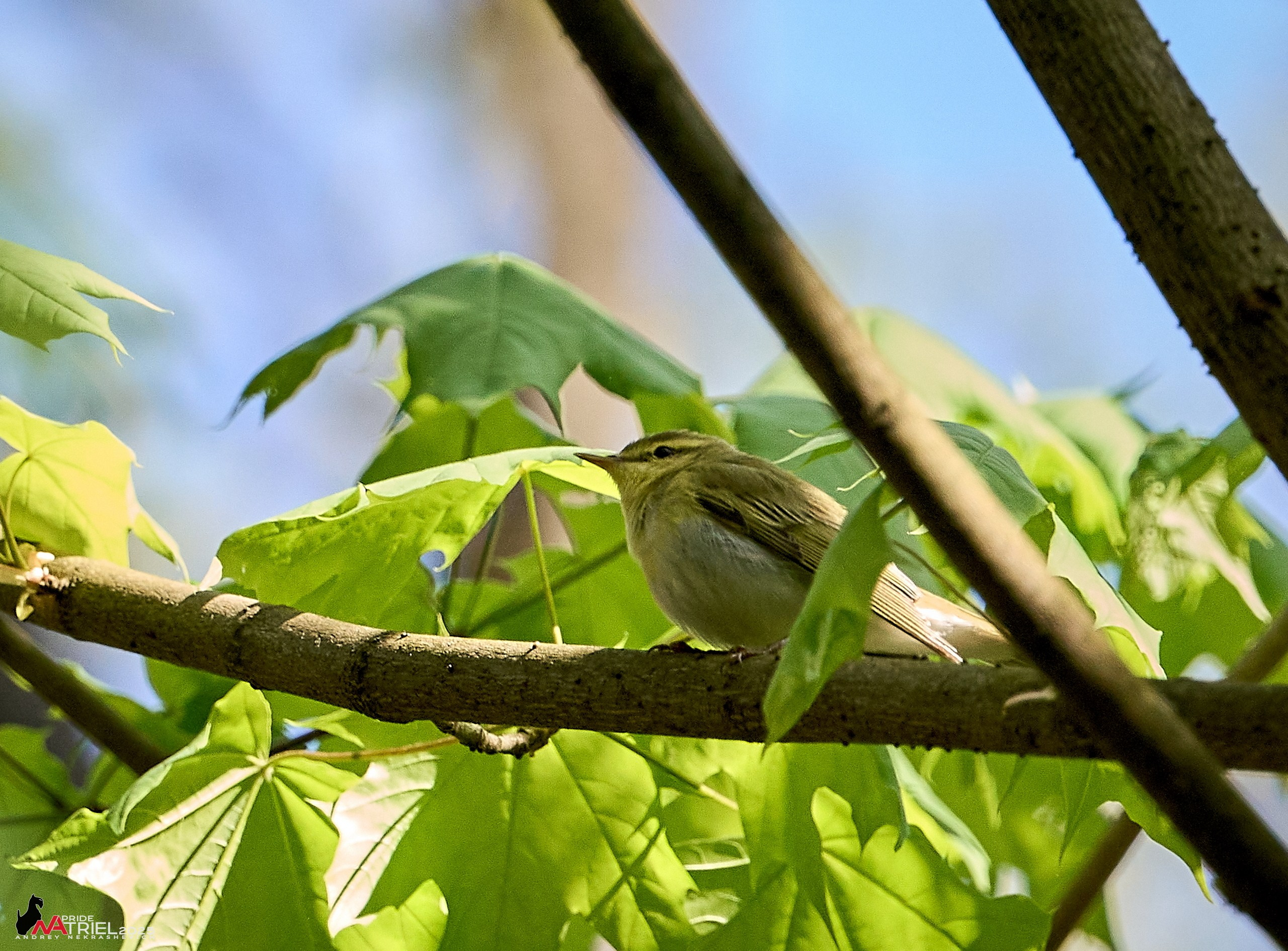 Съемка в майском лесу