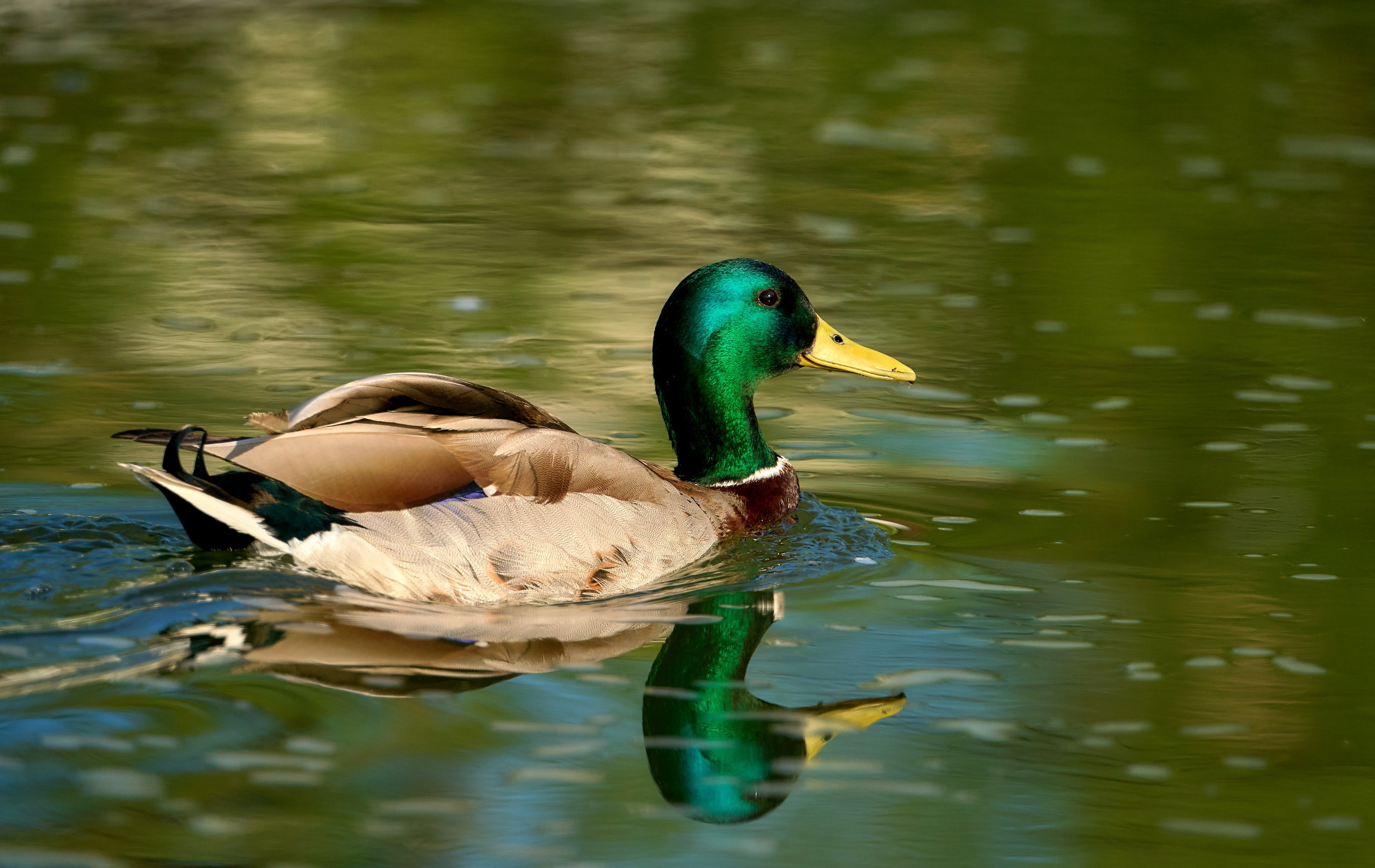 Фото птиц — галерея NATRIEL