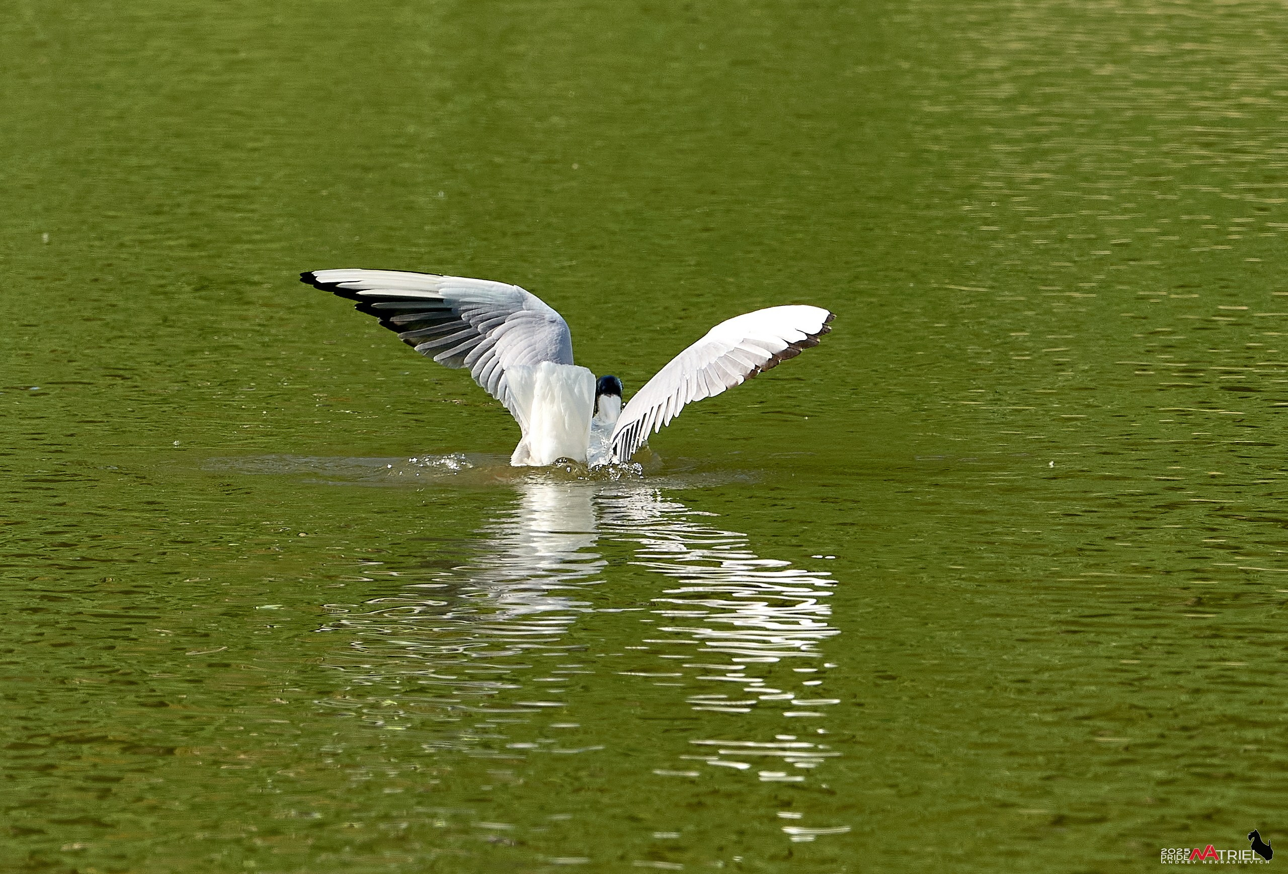 Птички и цветочки