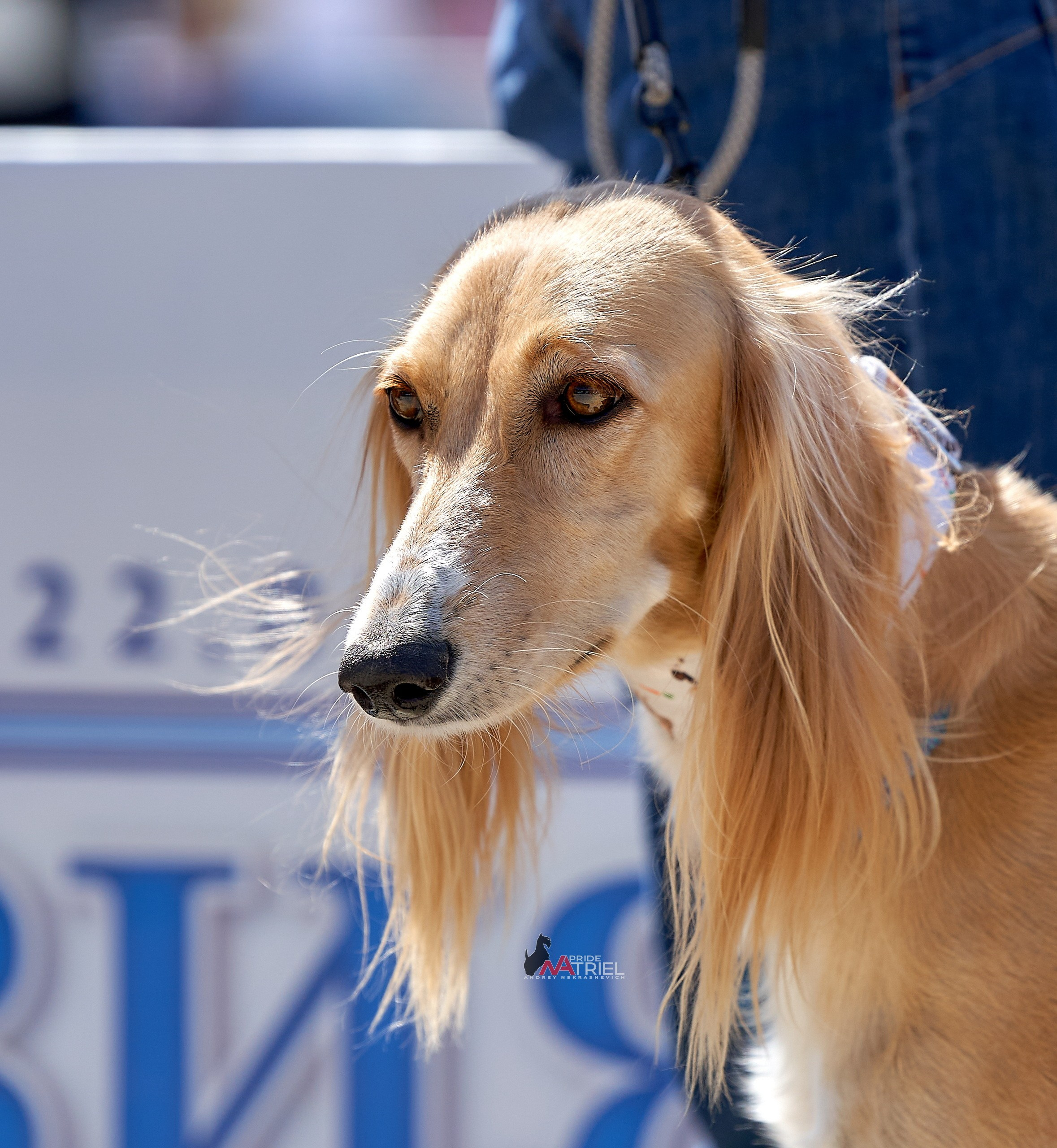 Портреты собак — галерея NATRIEL