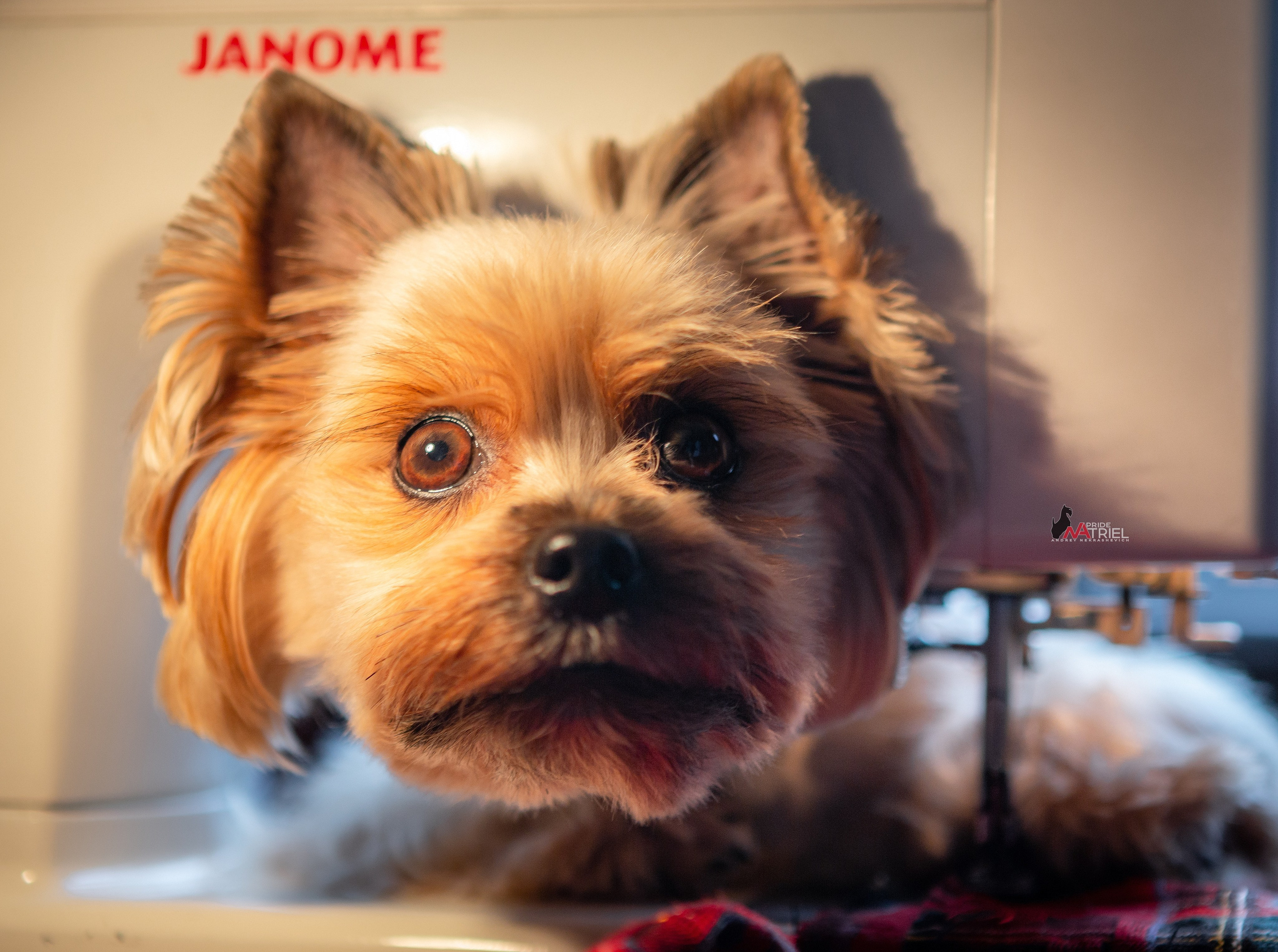 Йоркширский терьер Циля