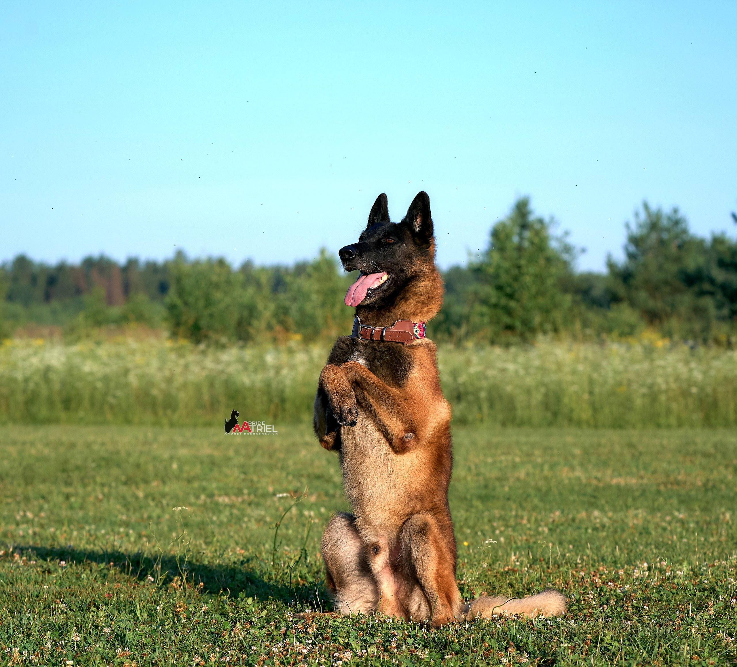 Обидиенс и танцы с собаками — галерея NATRIEL