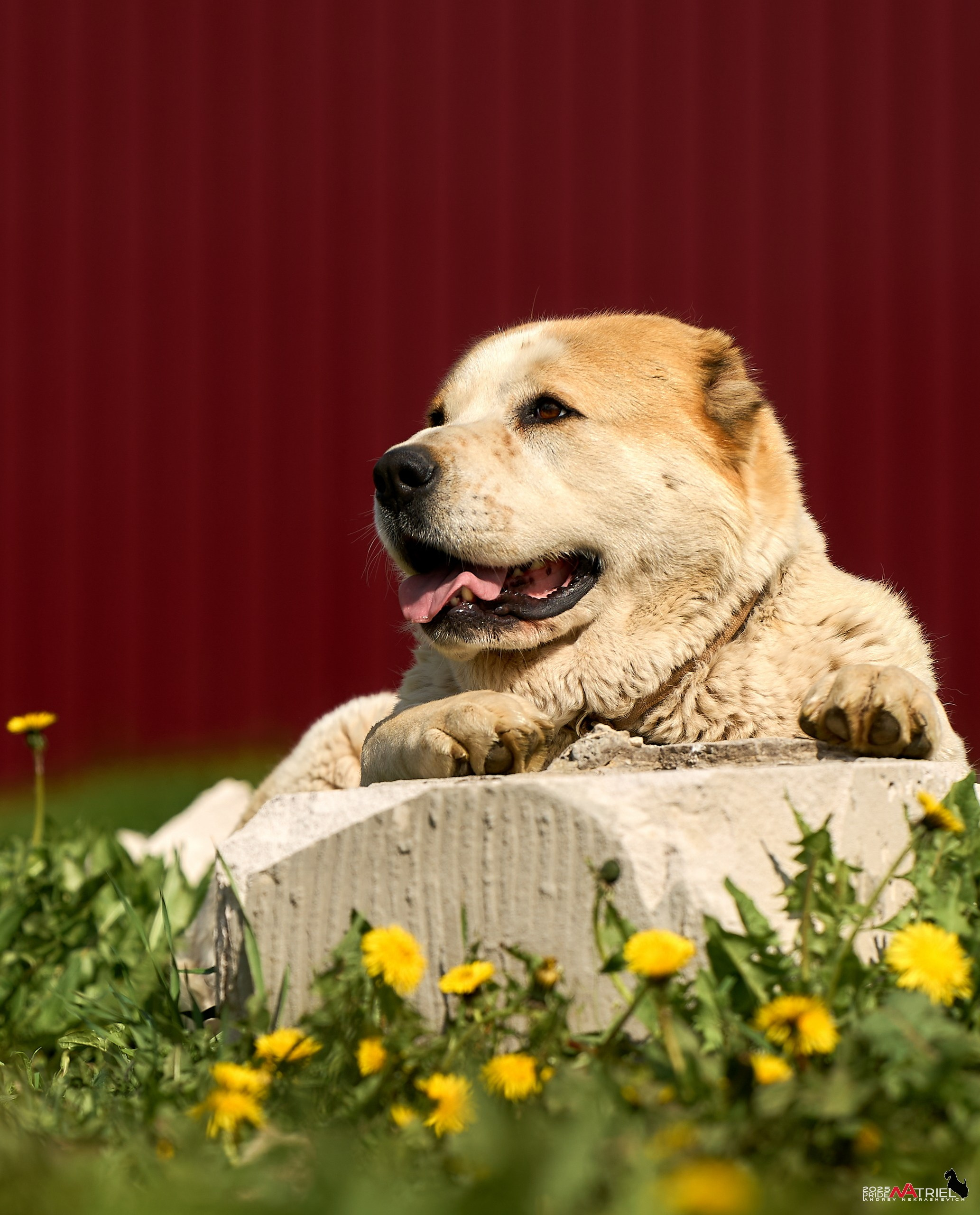 Съемка в питомнике