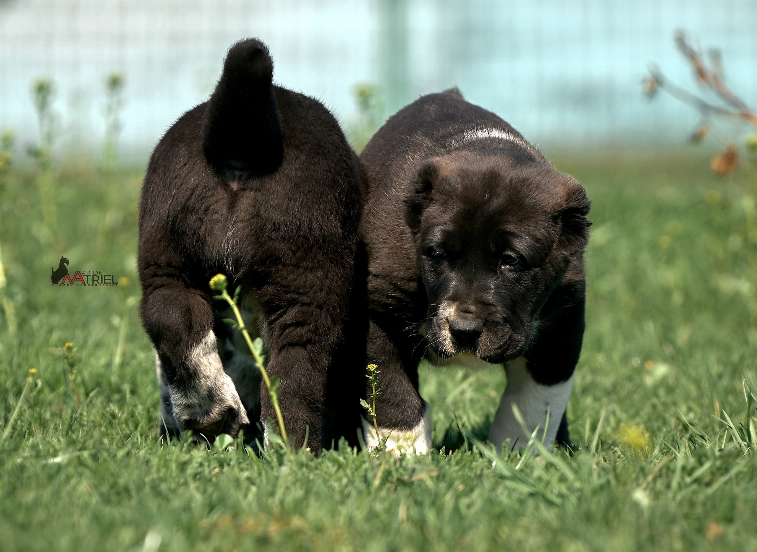 Среднеазиаты — щенки и взрослые