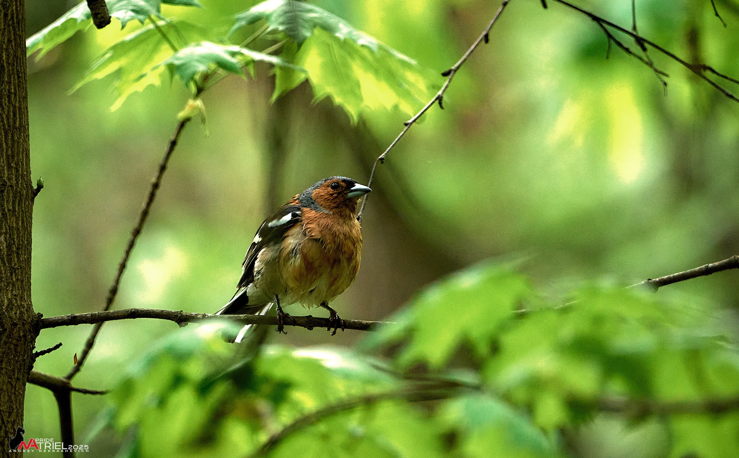 Съемка в майском лесу