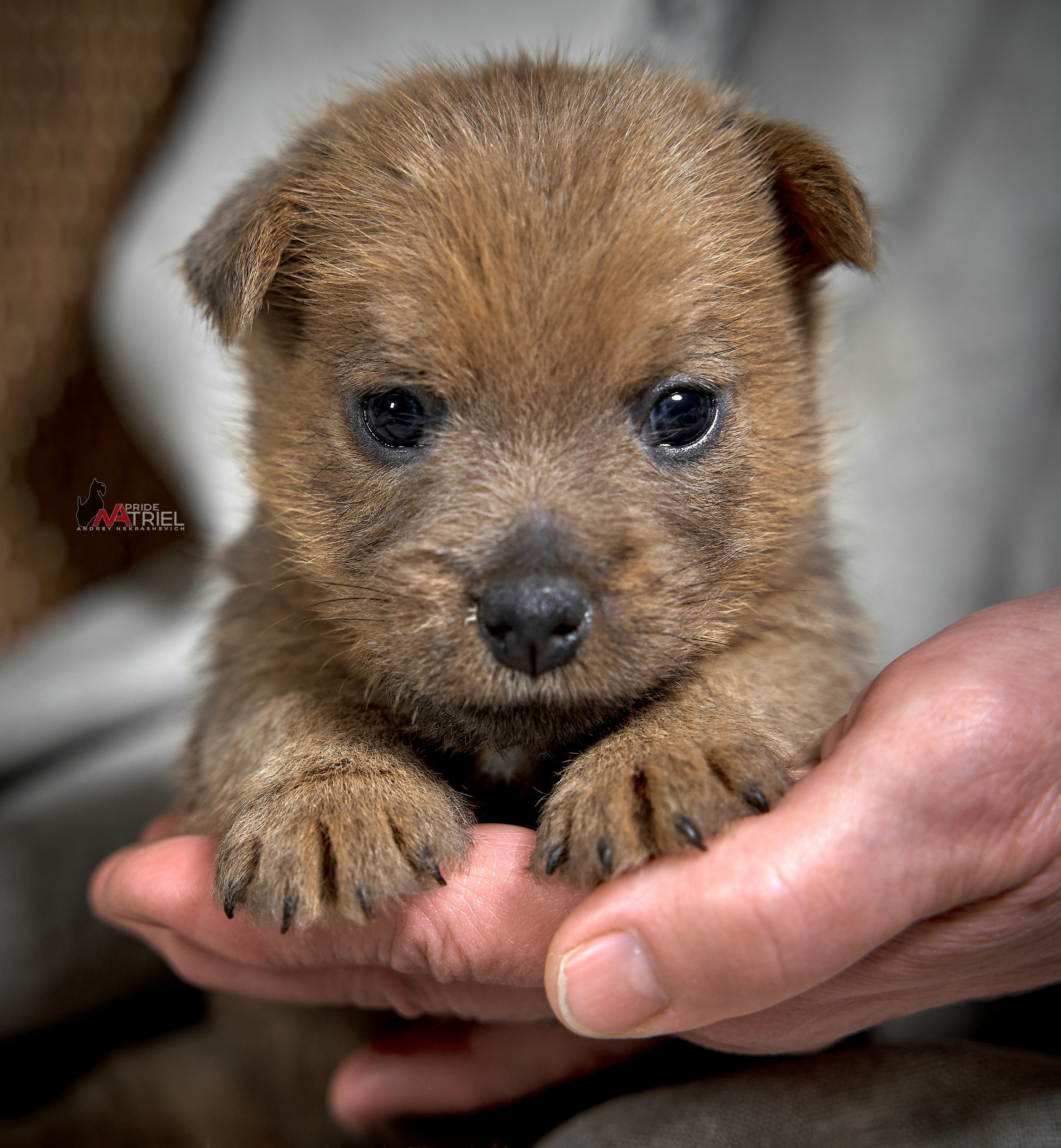 Щенки дома — галерея NATRIEL
