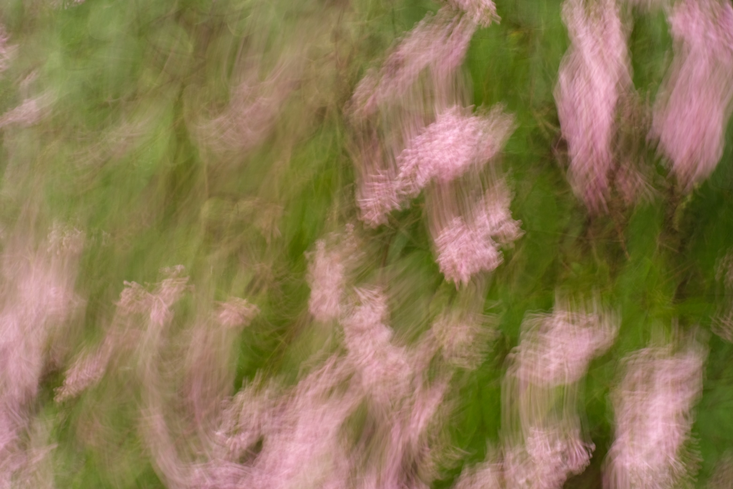 Цветочные принты. Фотограф Анна Чанаях