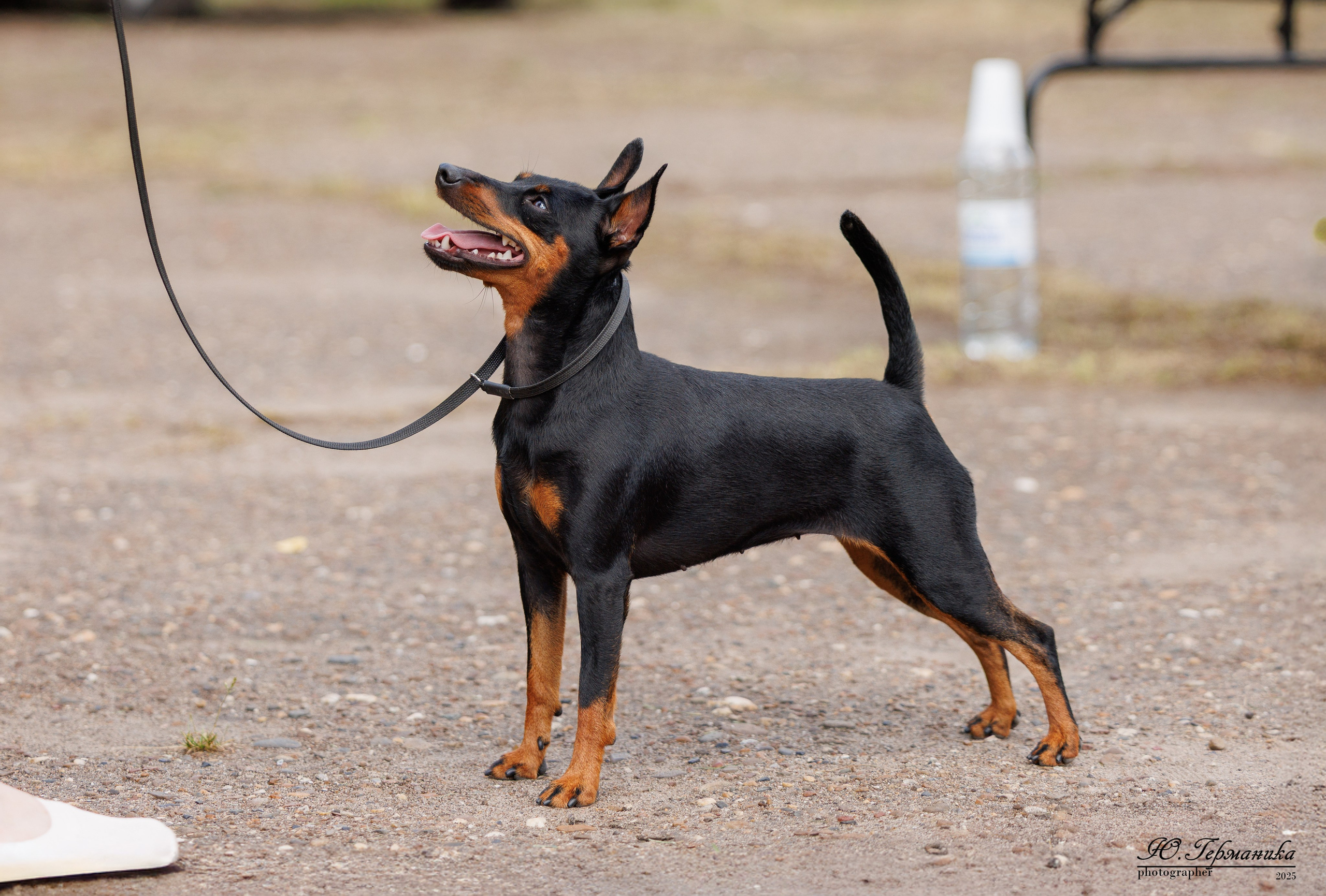 Тверь 10.08.2025. Фотограф-анималист Юлия Германика