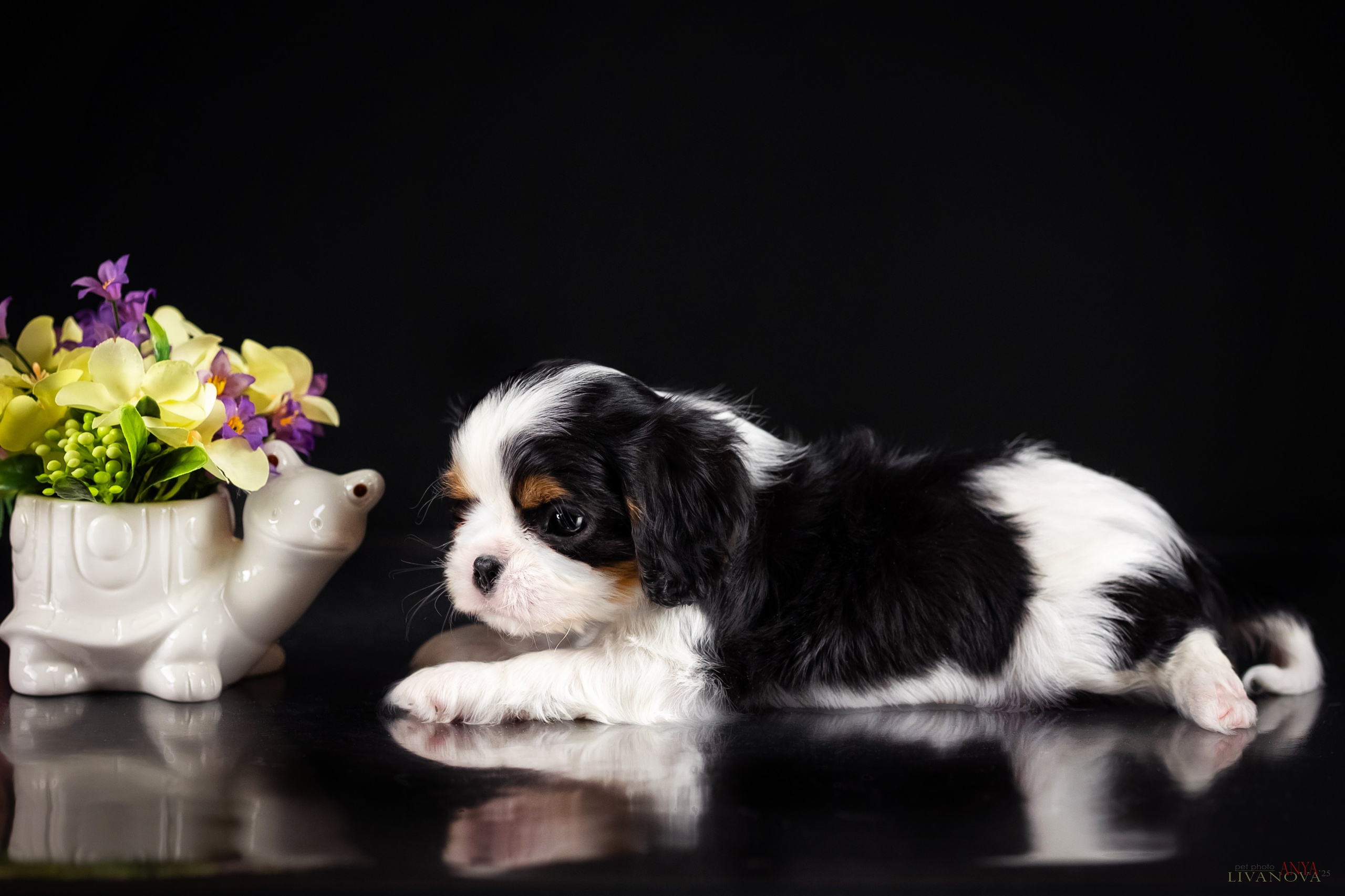 Кавалерчики. Фотограф анималист Аня Ливанова | Рыбинск