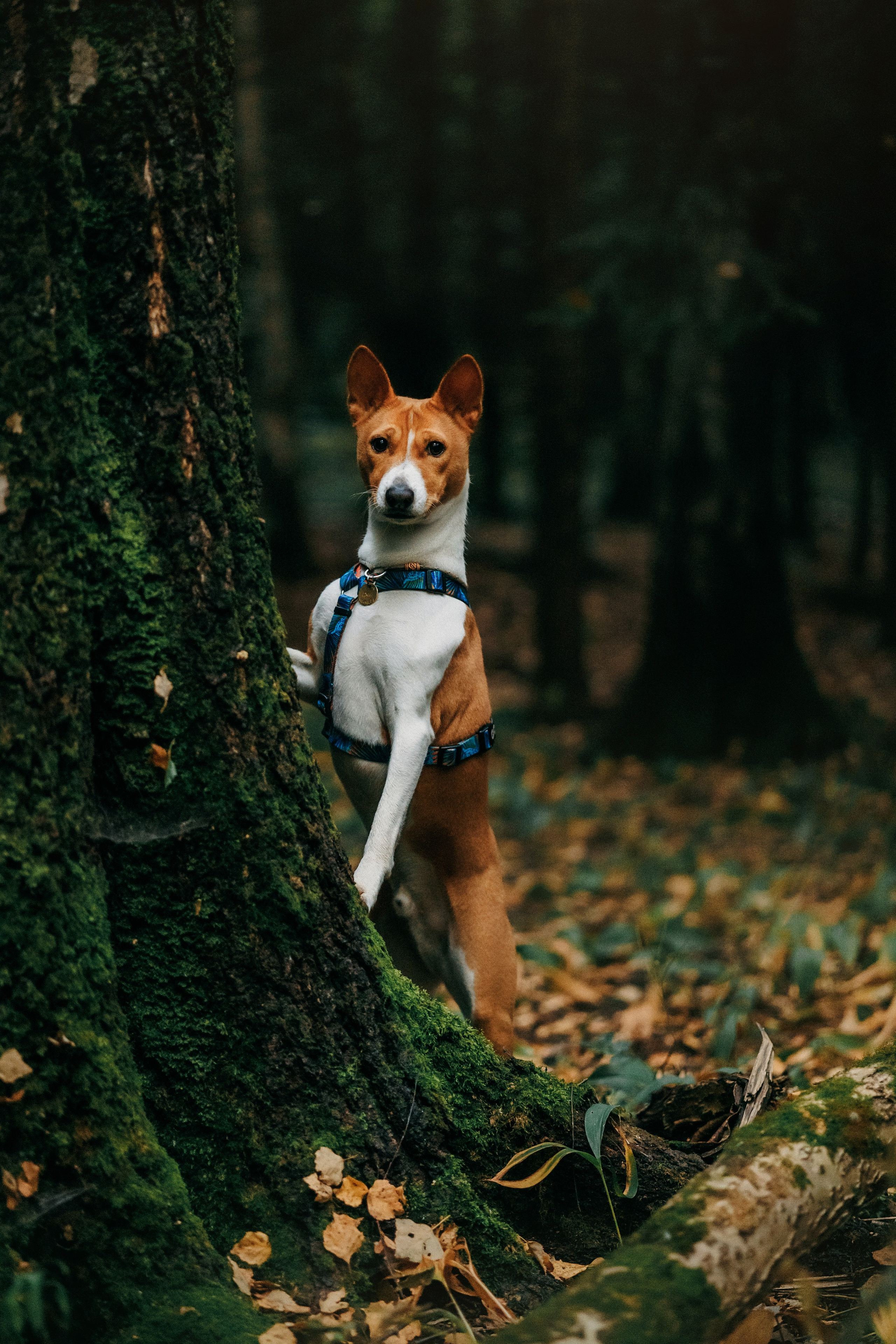Лена и Джин. Фотограф-анималист Елена Радченко, Москва