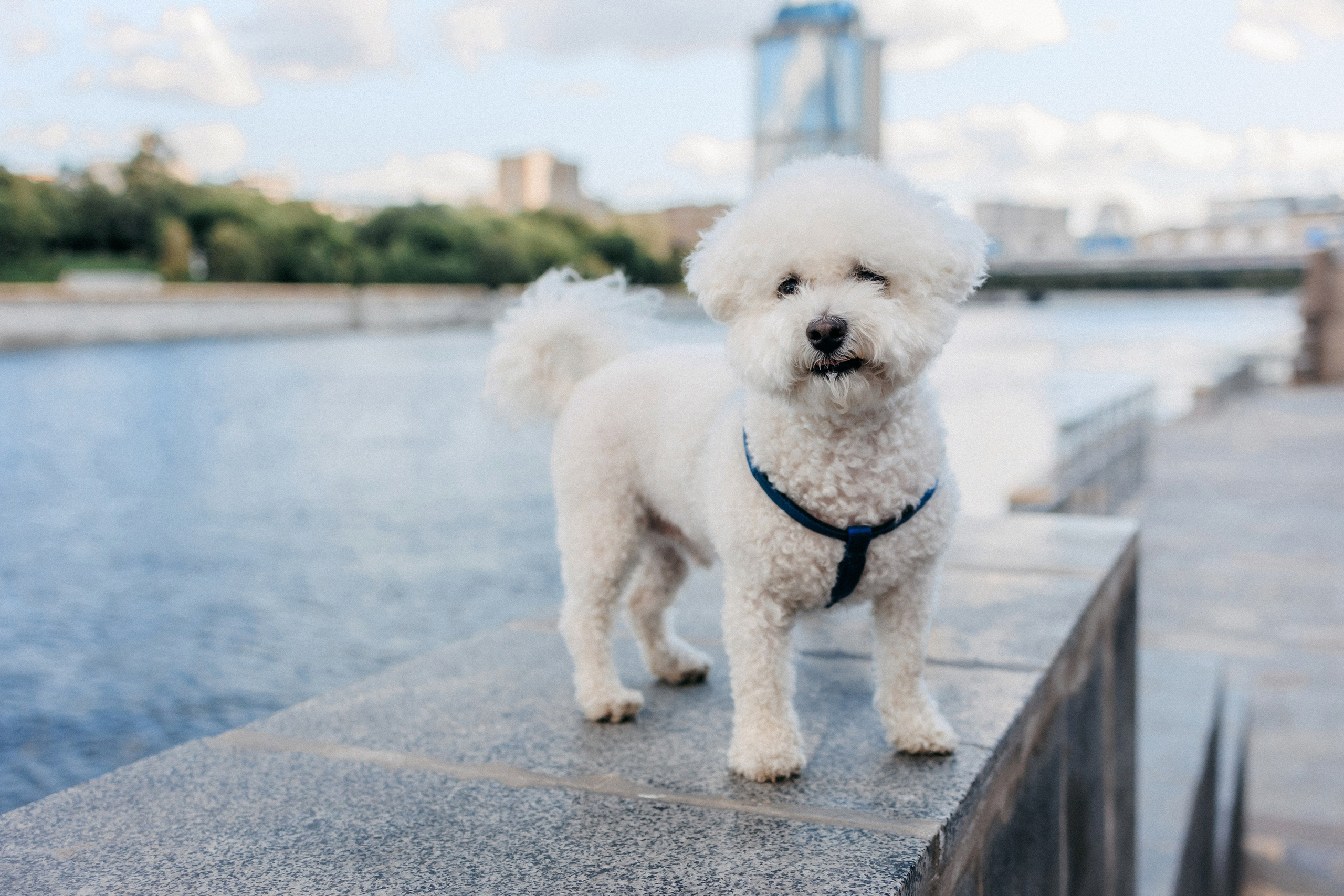 Марина, Данил и Бруно. Фотограф-анималист Елена Радченко, Москва