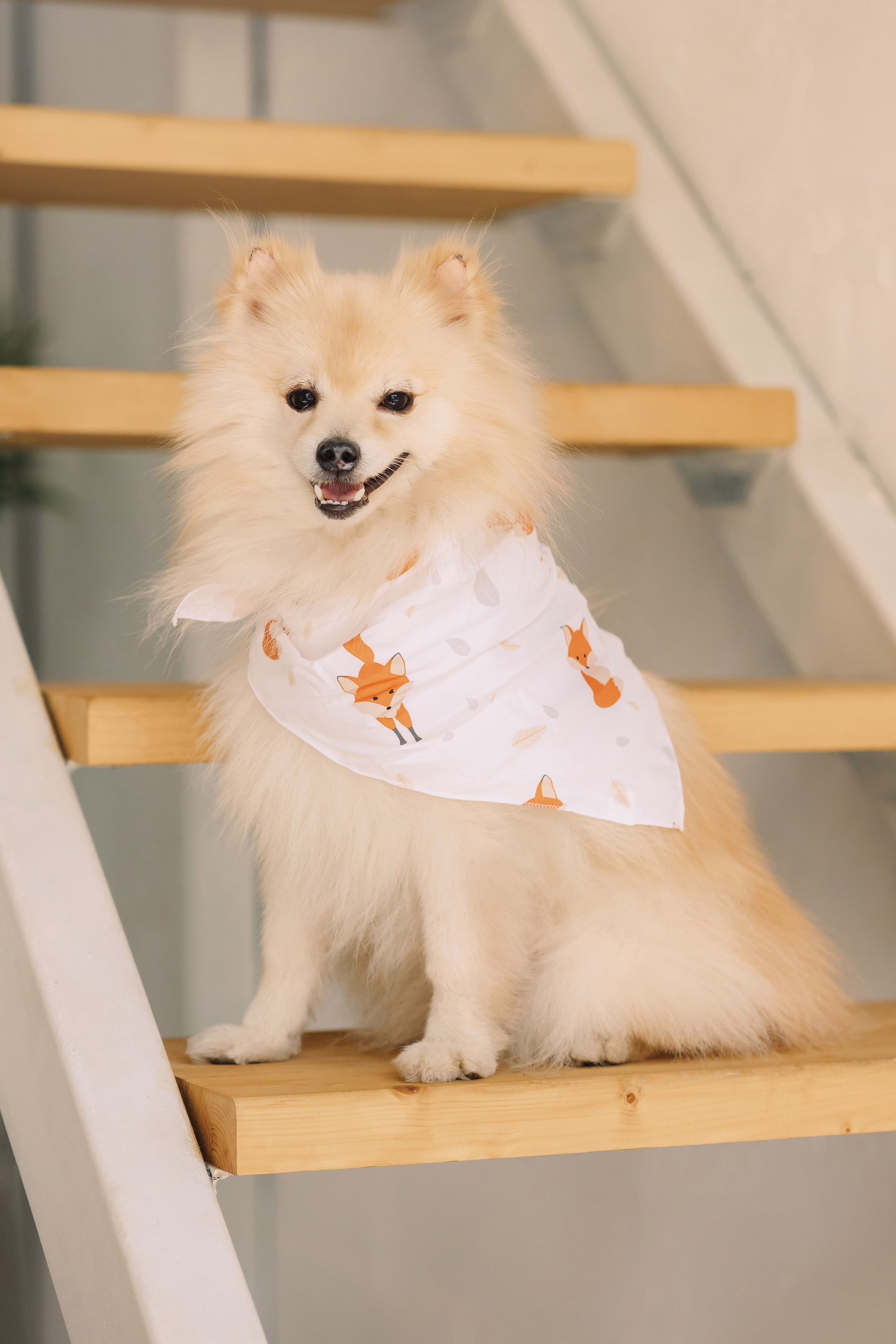 Магазин Friend of mine. Фотограф-анималист Елена Радченко, Москва