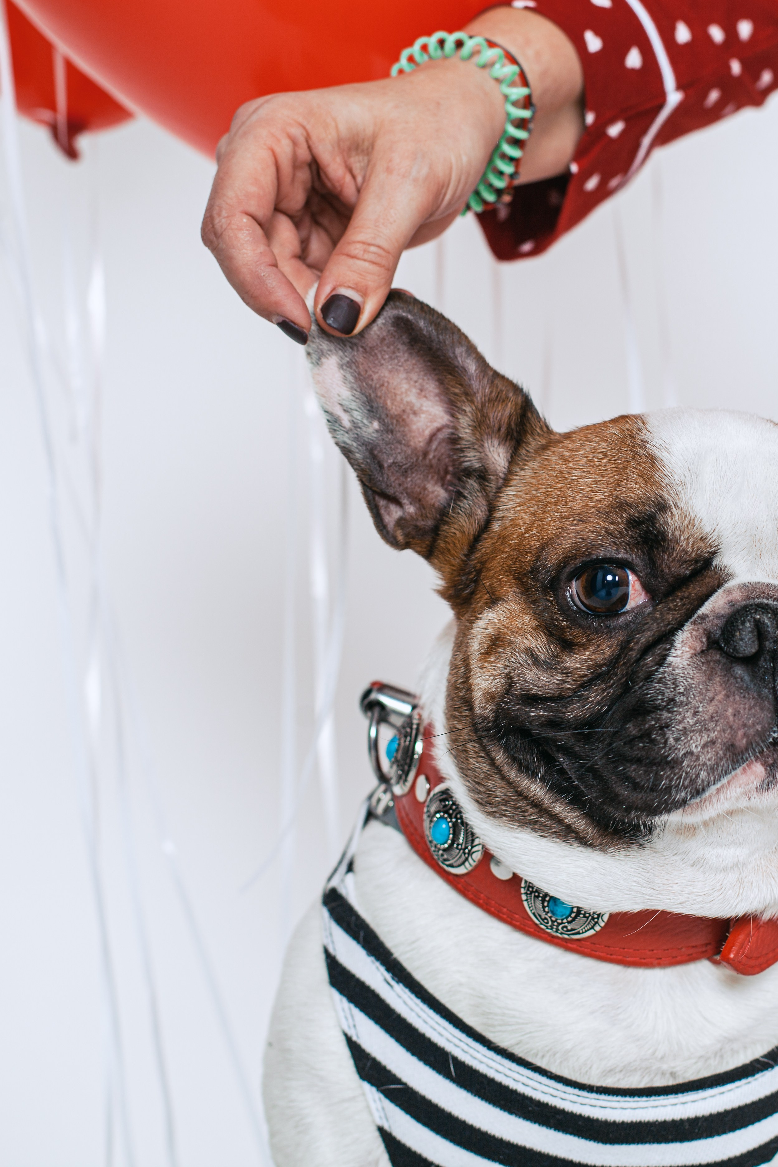 Пижамная вечеринка французских бульдогов и их хозяев. Фотограф-анималист Татьяна Степанова