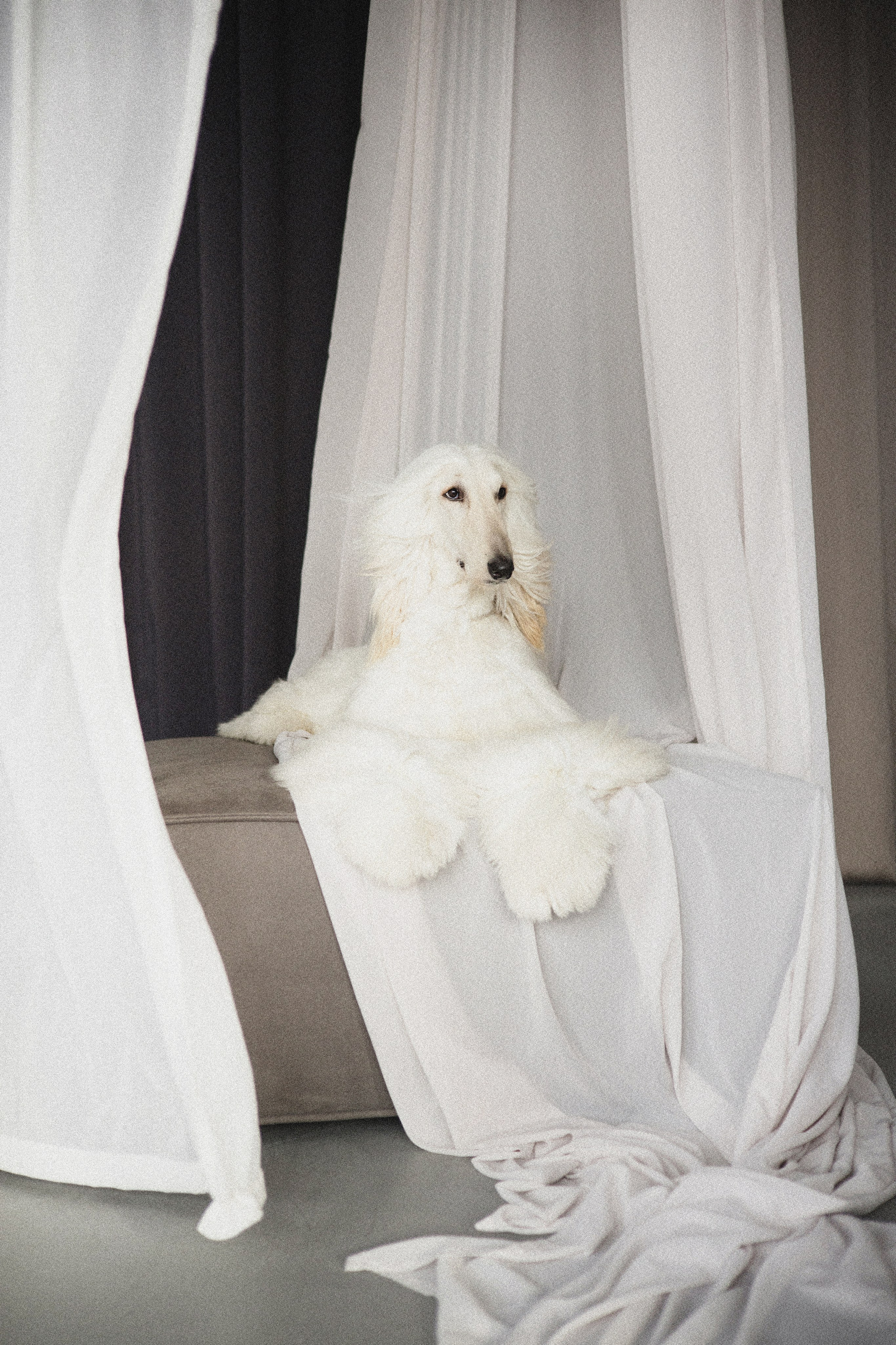 Портфолио. Фотограф-анималист в Екатеринбурге Марина Шишкина