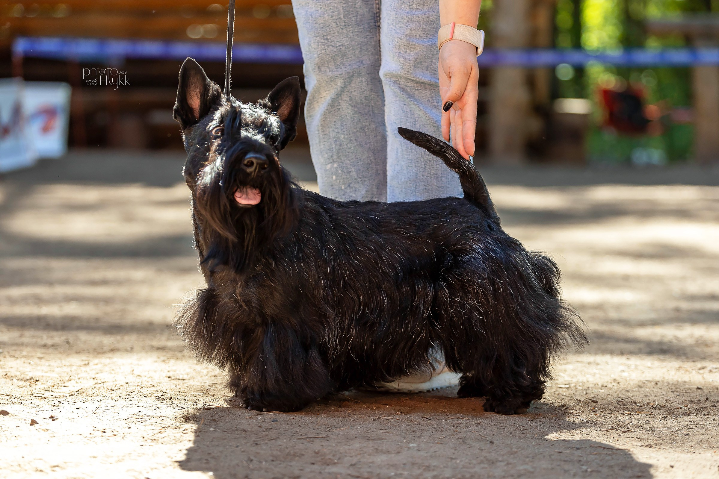 2 июня 2024, Выставка РКФ, г. Пермь. Htykk_photo