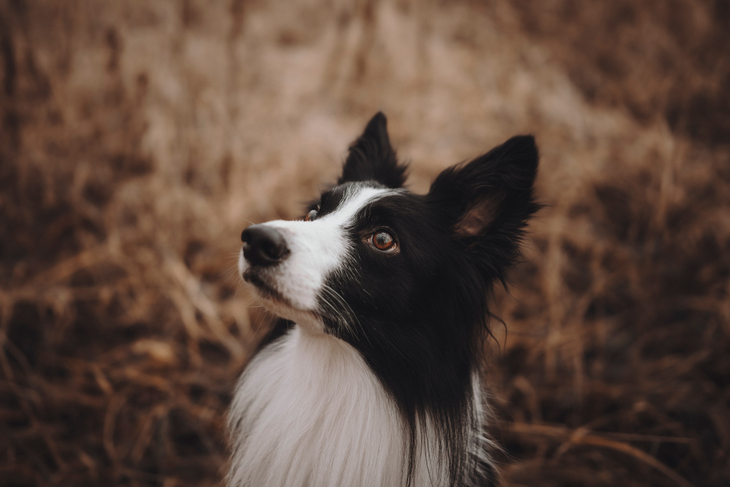Даша и Того. Семейный фотограф анималист Ананьева Мария — Москва