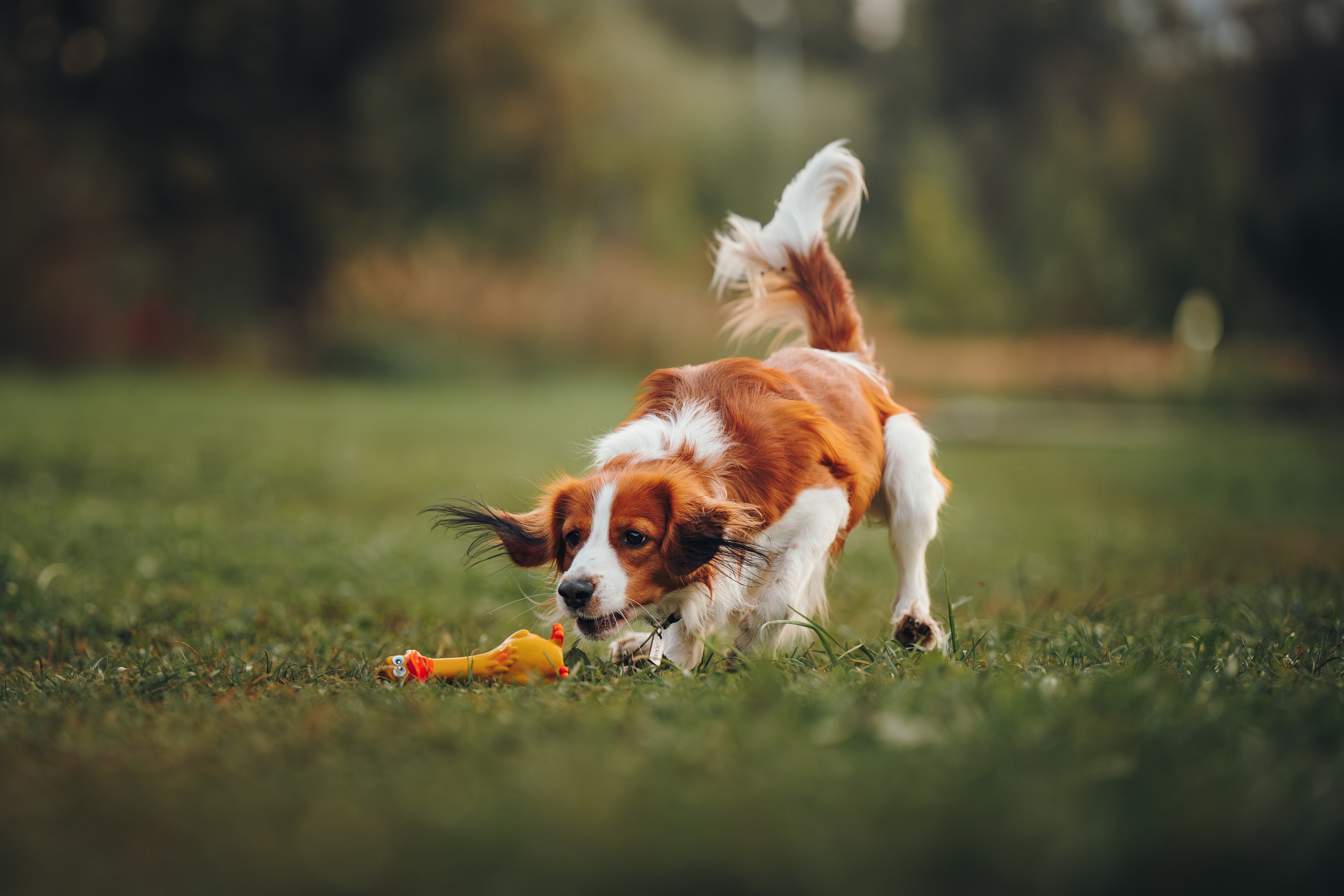 Семейная фотосессия с питомцем. Семейный фотограф анималист Ананьева Мария — Москва