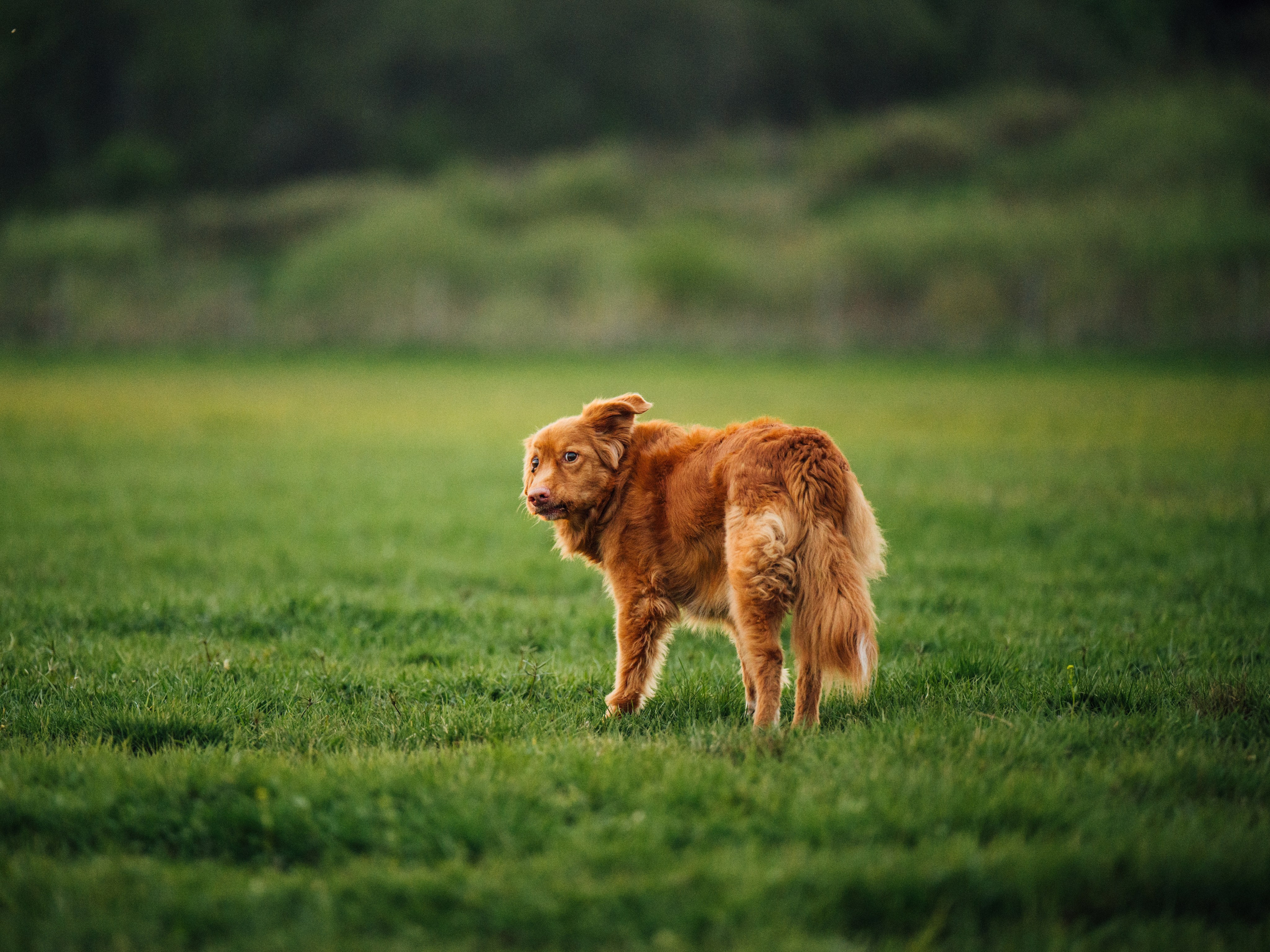 Алия, Ирвин и Грут. Семейный фотограф анималист Ананьева Мария — Москва