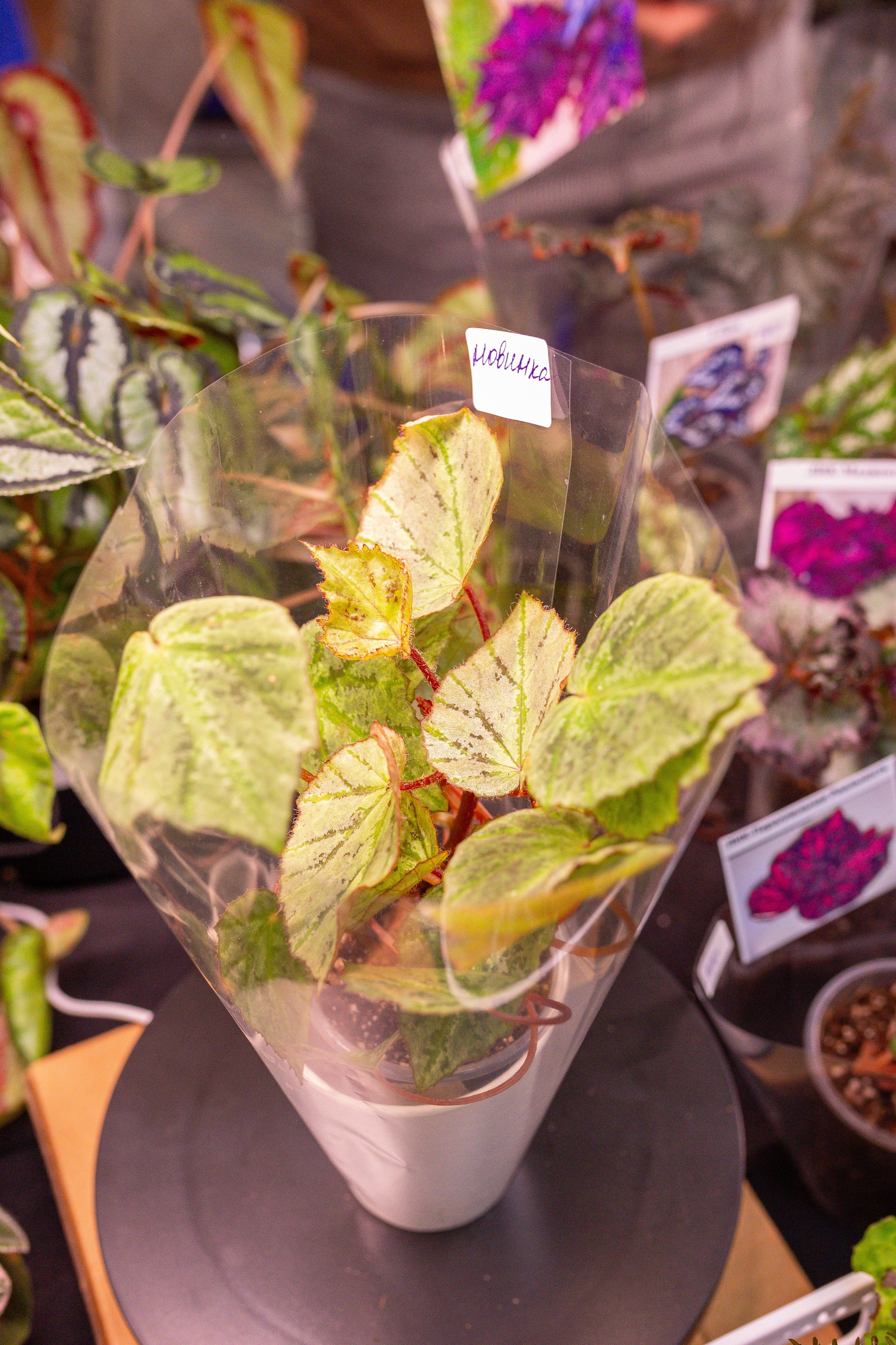 Монстериум 11–12 октября. Александра Куликова фотограф, Москва