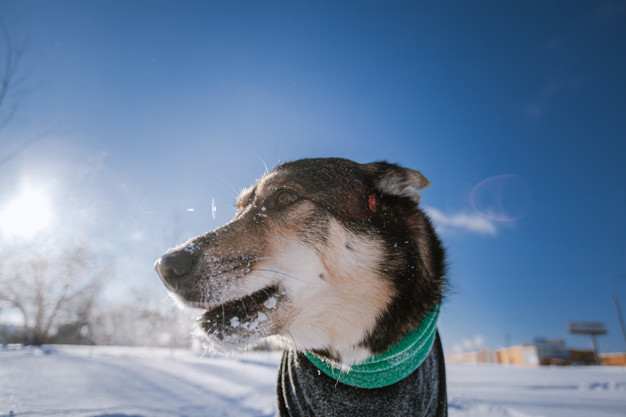 Зимняя экспресс съемка Дюка. Фотограф-анималист Татьяна Степанова