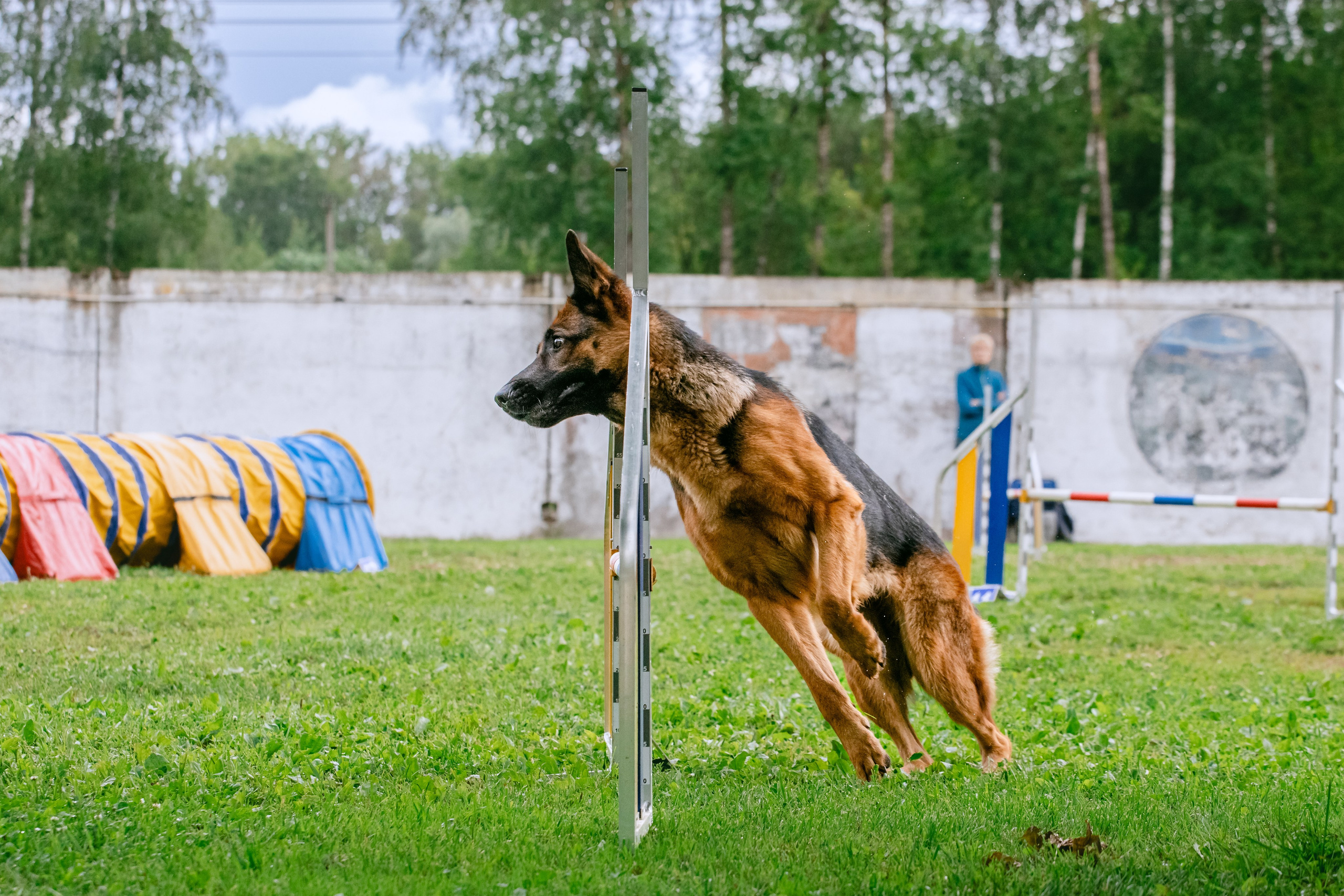 Соревнования по аджилити Долгопрудный 30.06.2025. Фотограф-анималист Татьяна Степанова