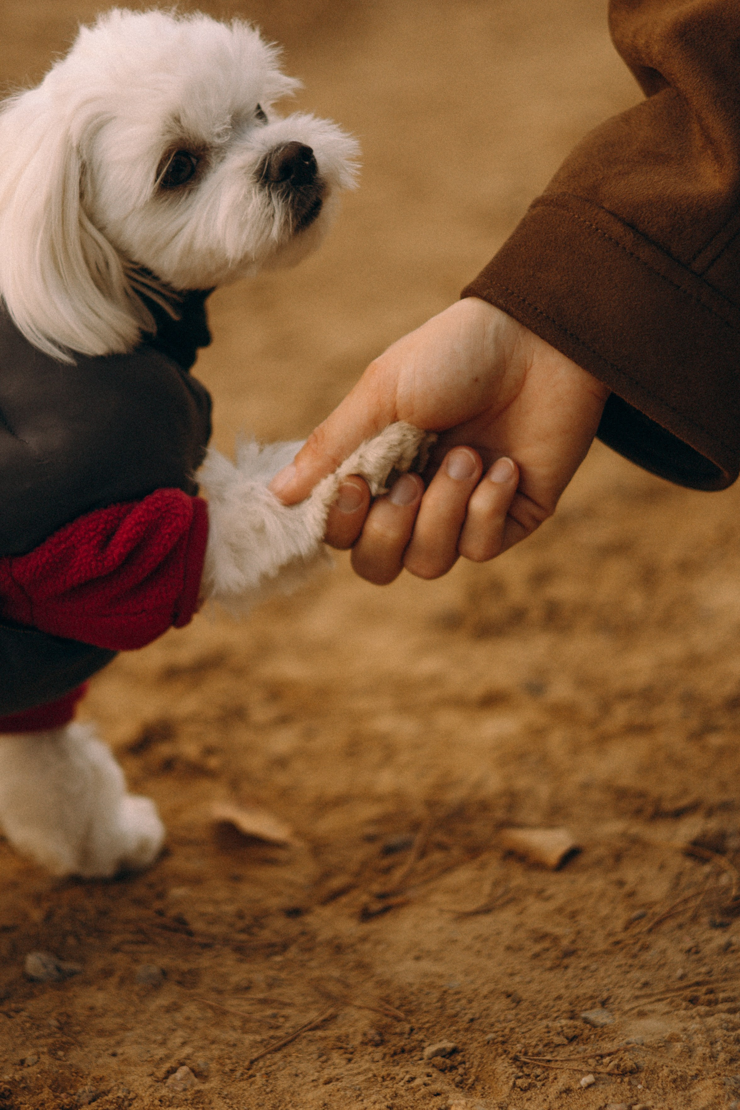 Любовь и Белла. Фотограф — анималист •love-story•|Санкт-Петербург