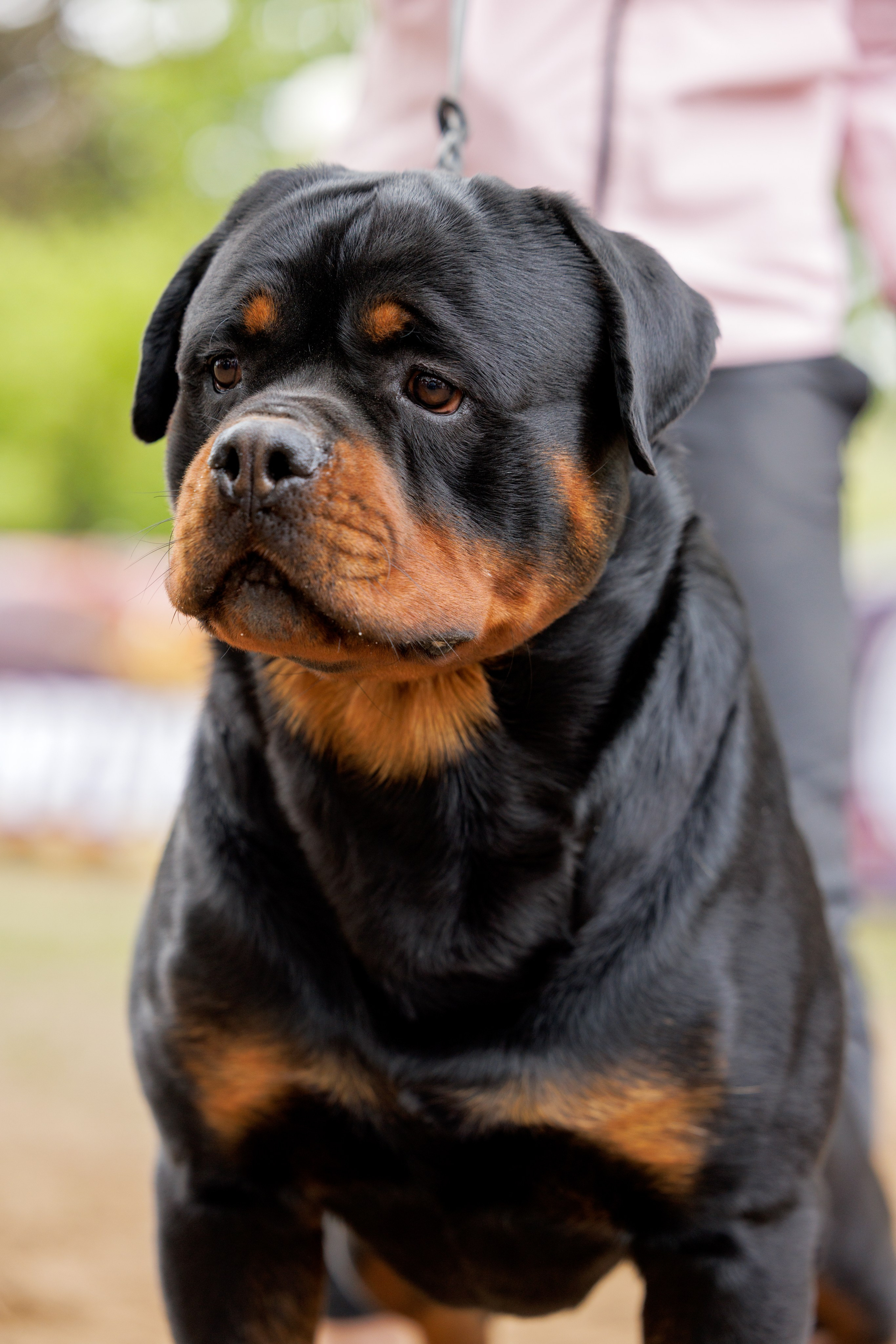 Саратов моно ротвейлеров 26-27.04.2025. Фотограф-анималист Юлия Германика