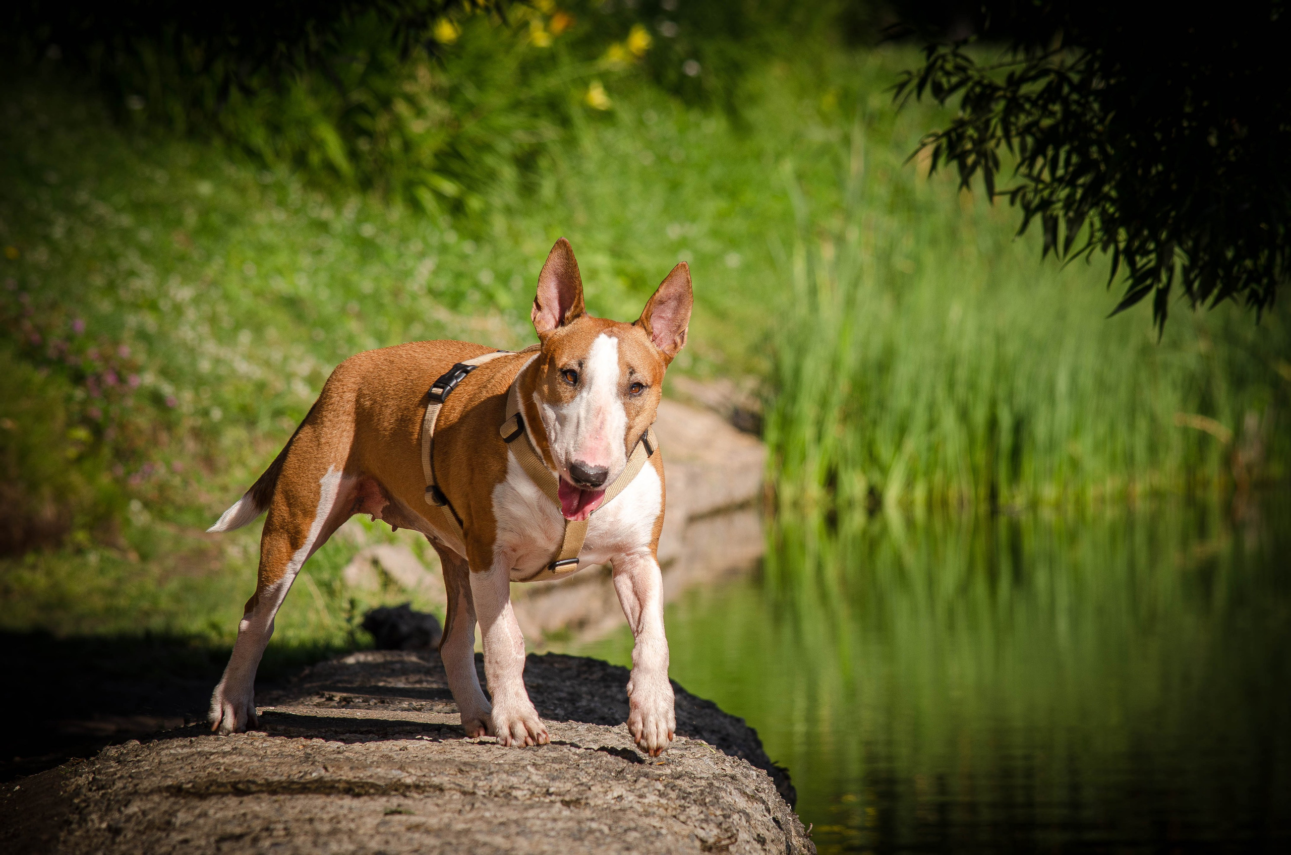 Пуля. Фотограф Светлана Блинова, Москва и Московская область