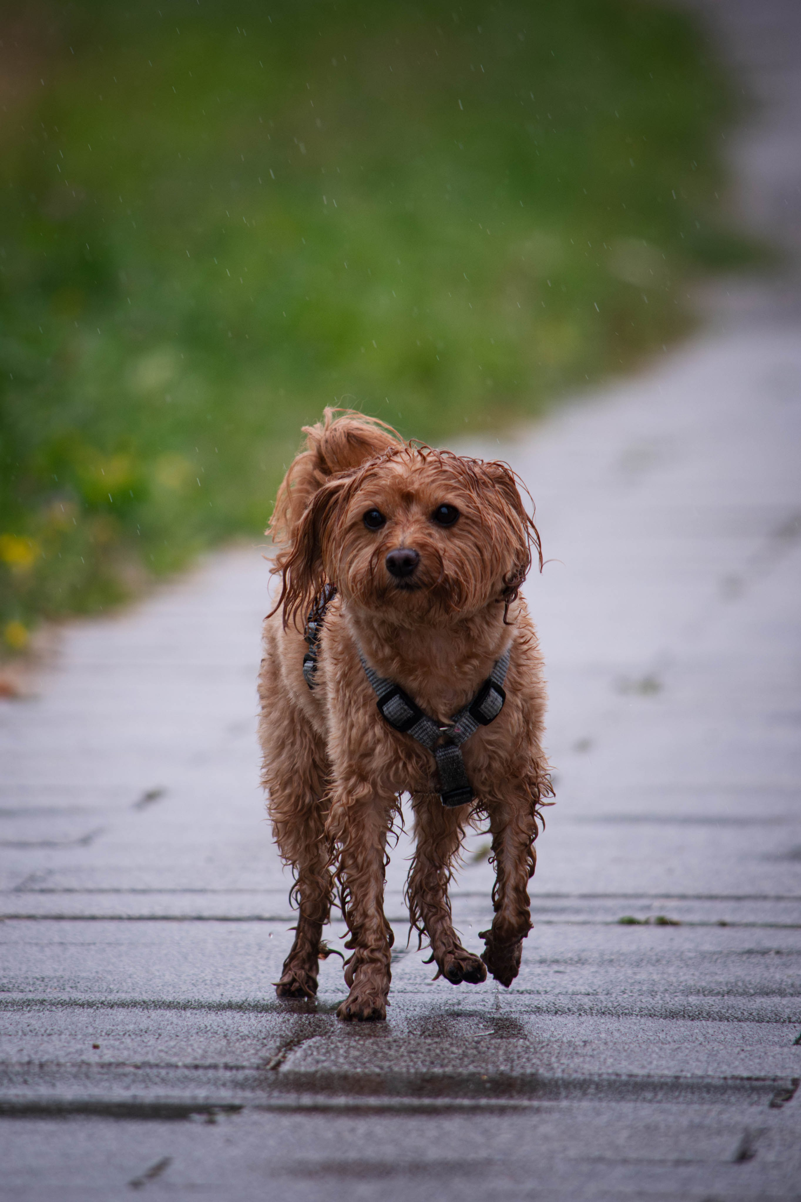 Прогулка в парке Митино. Фотограф Светлана Блинова, Москва и Московская область