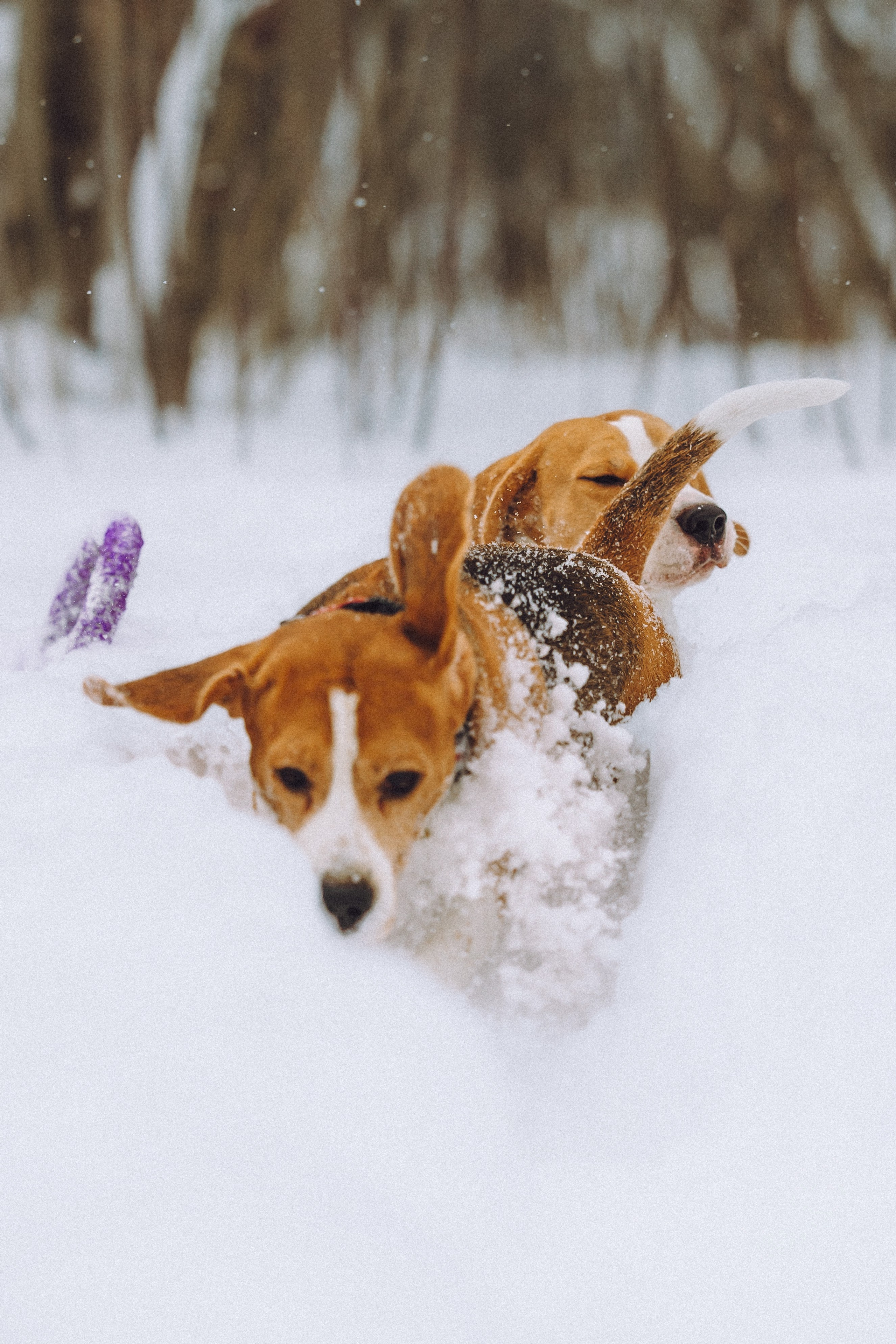 Роман, Портер и Коррес