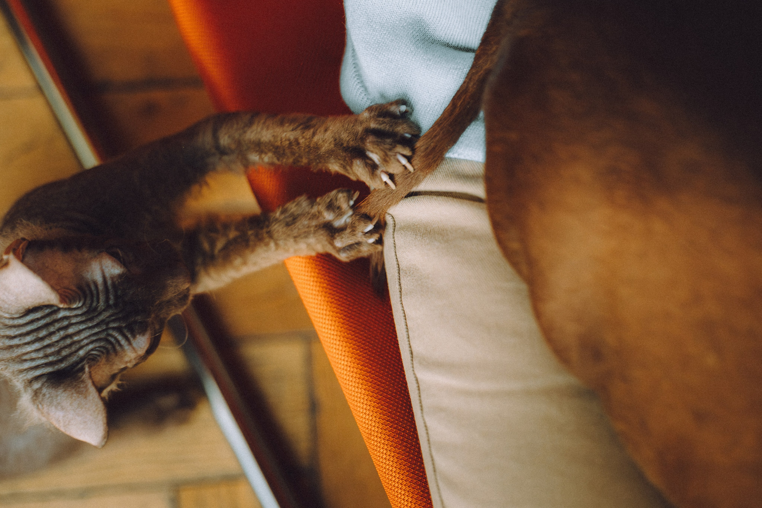 Кокос, Света, Динара и Вилли