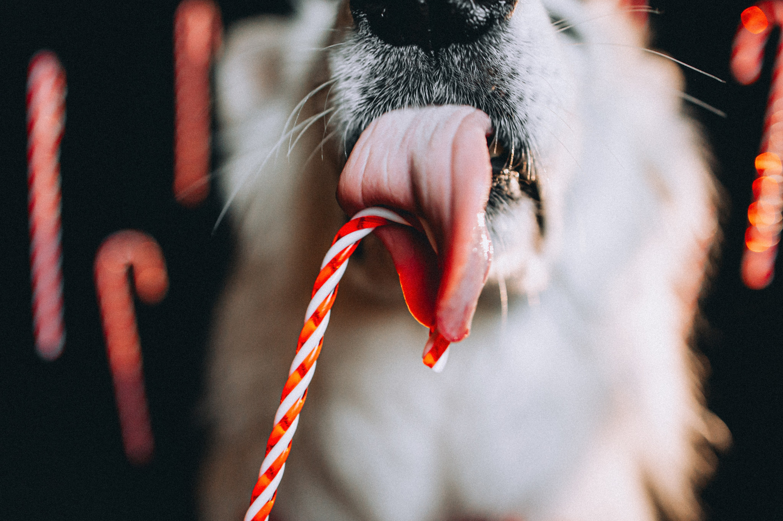 Джек, Бет и Кову