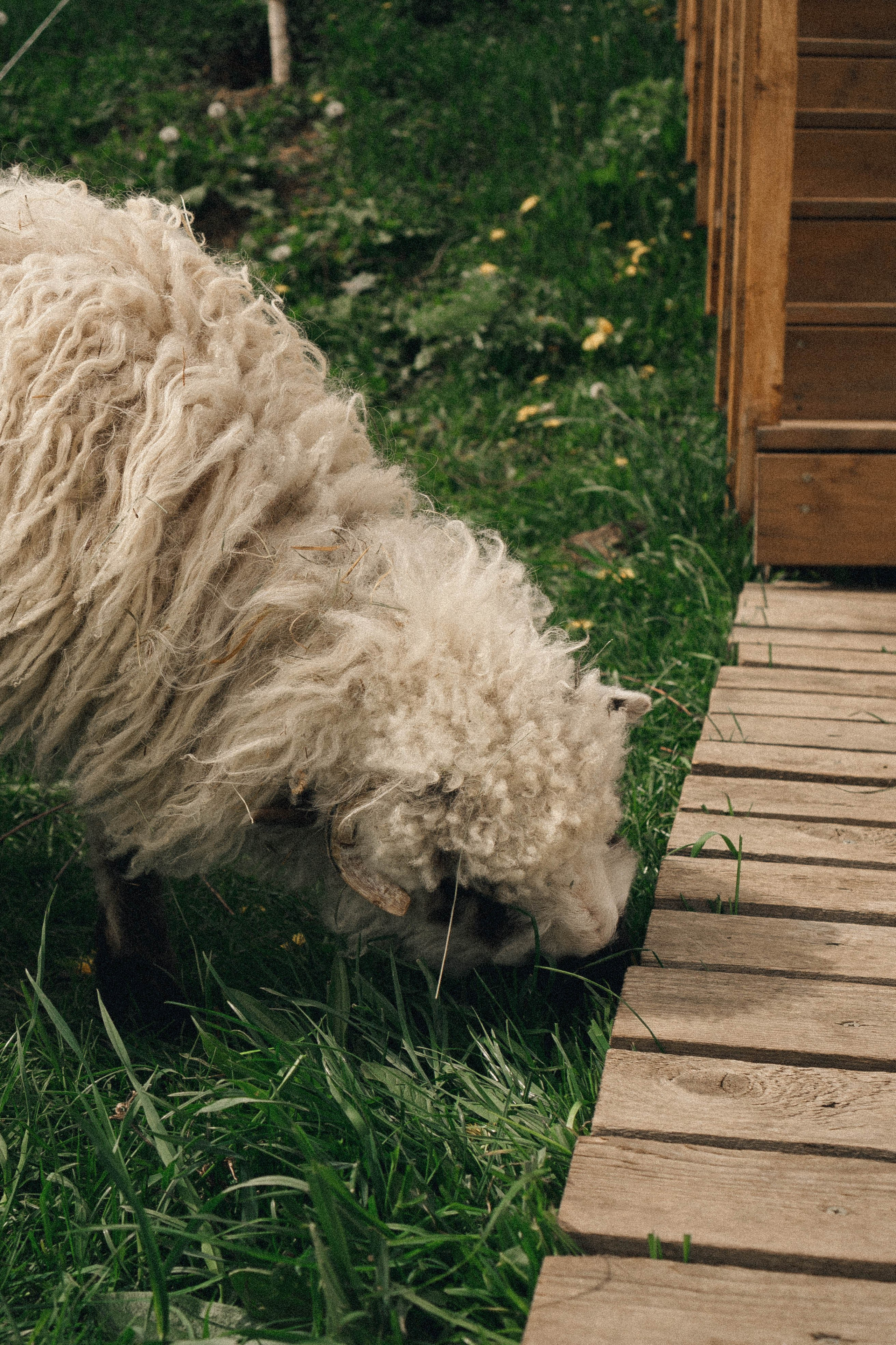 Ферма Альпак. Профессиональный фотограф, Санкт-Петербург — Виктория Богомолова