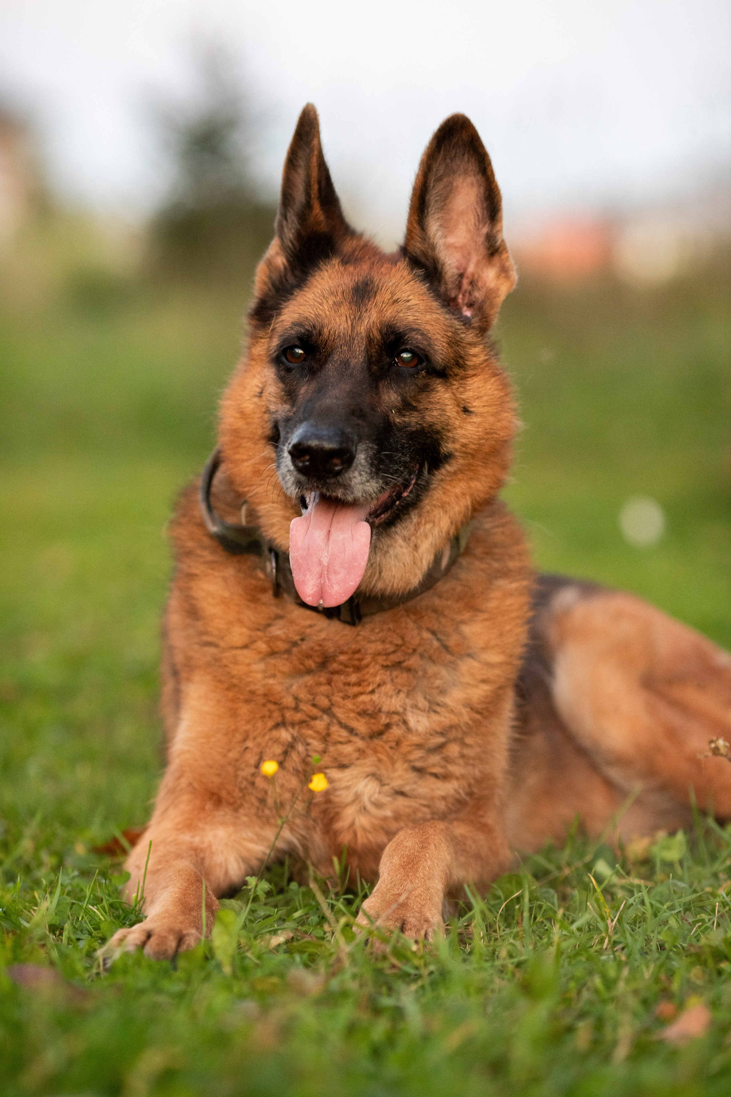 Животные. Фотограф в Москве и в Московской области Сандра