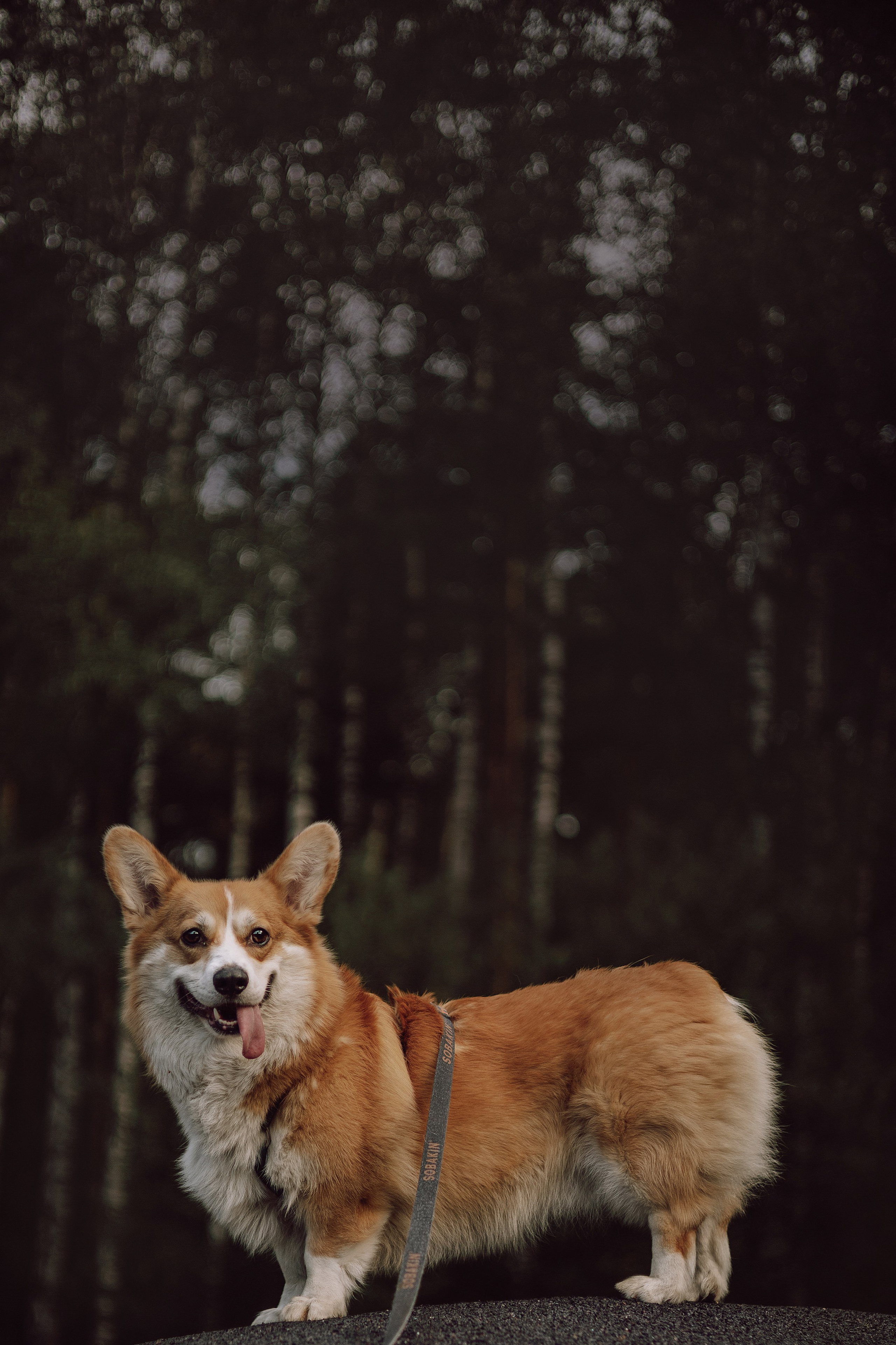 Мари & Йосик. Фотограф — анималист •love-story•|Санкт-Петербург