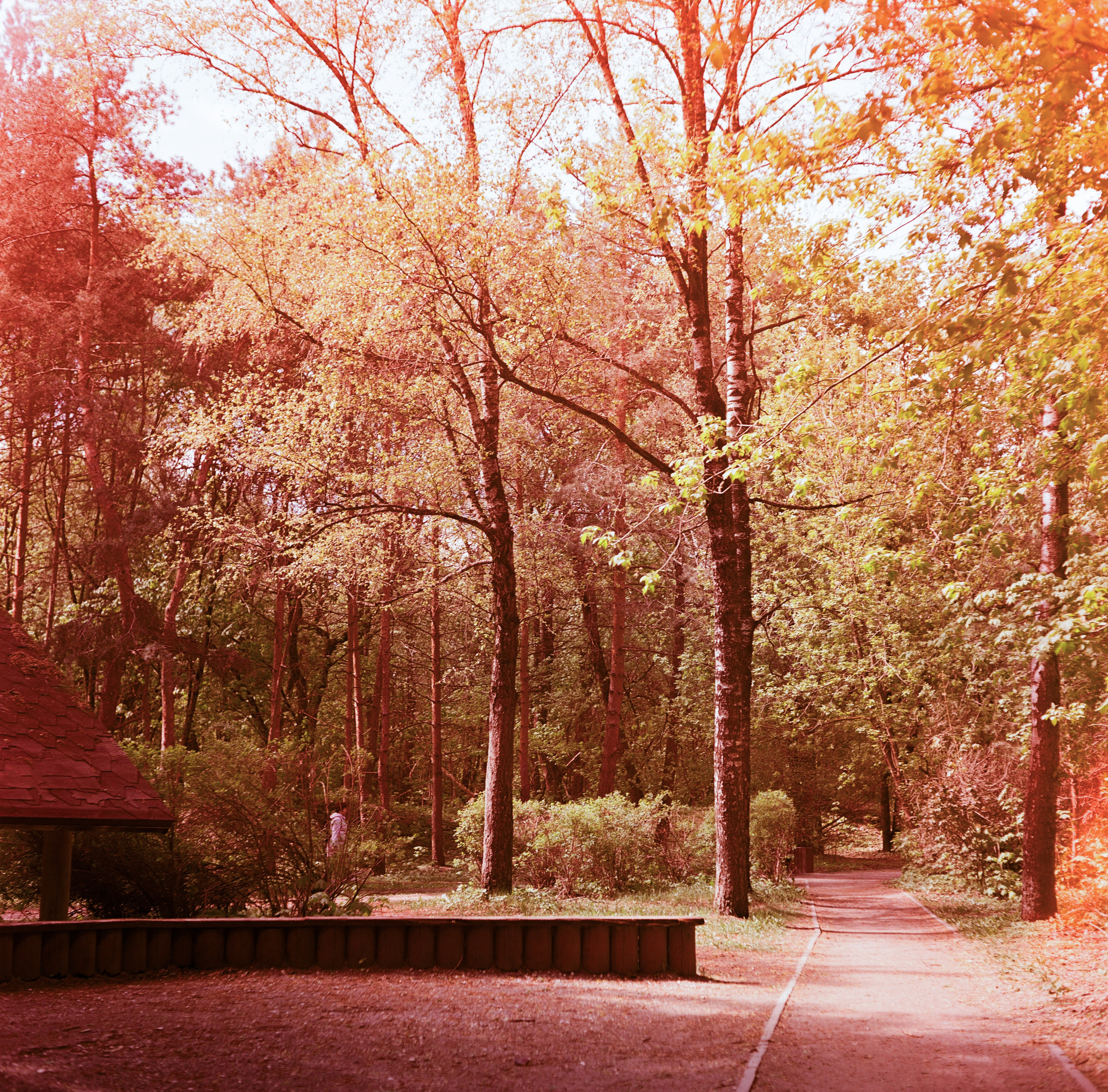 Minolta Autocord | Aeronega ISO 100 (Aerocolor IV) | май 2025 года СерБор