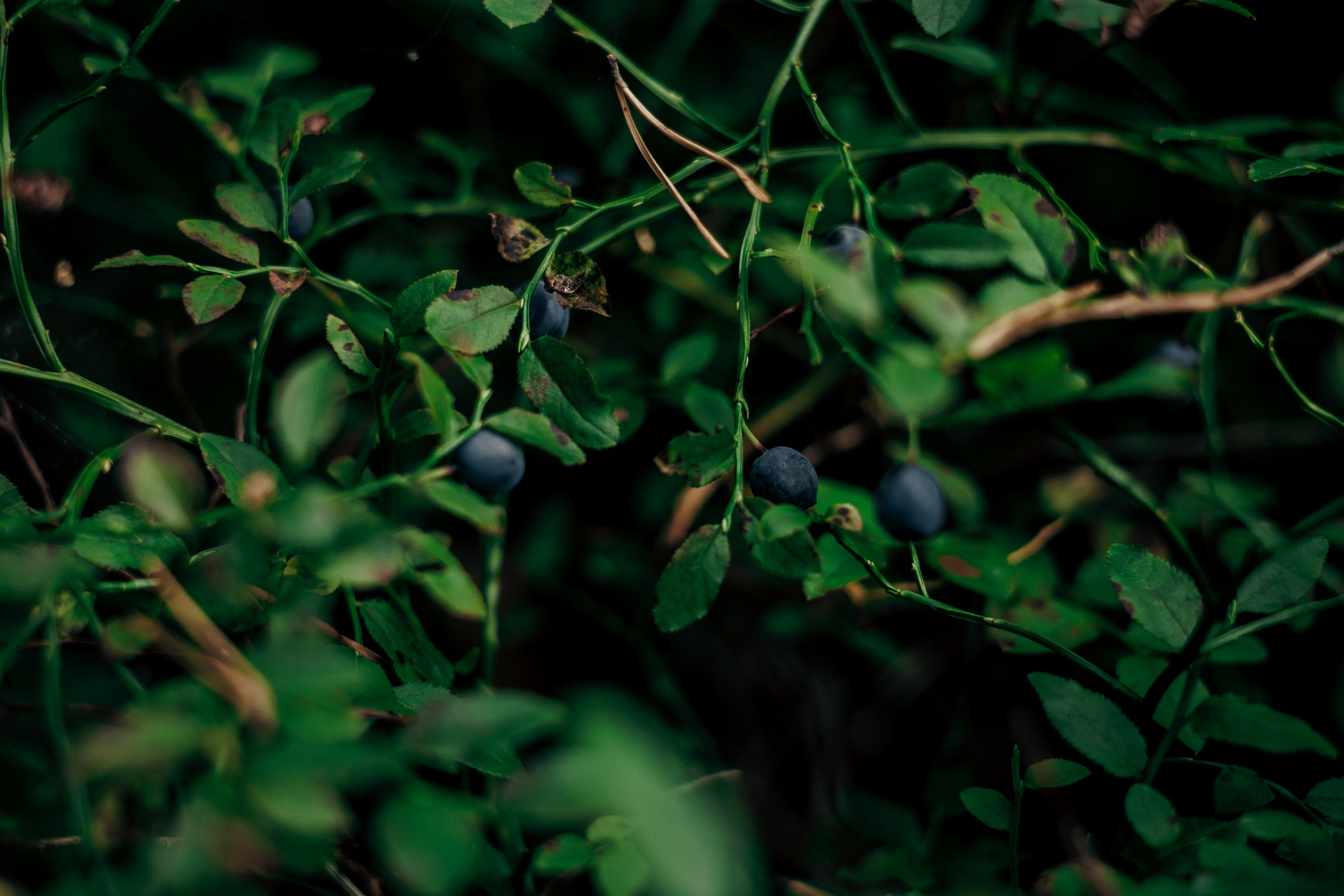 Фотосессия в лесу. Профессиональный фотограф в Санкт-Петербурге Александр Волосенцев