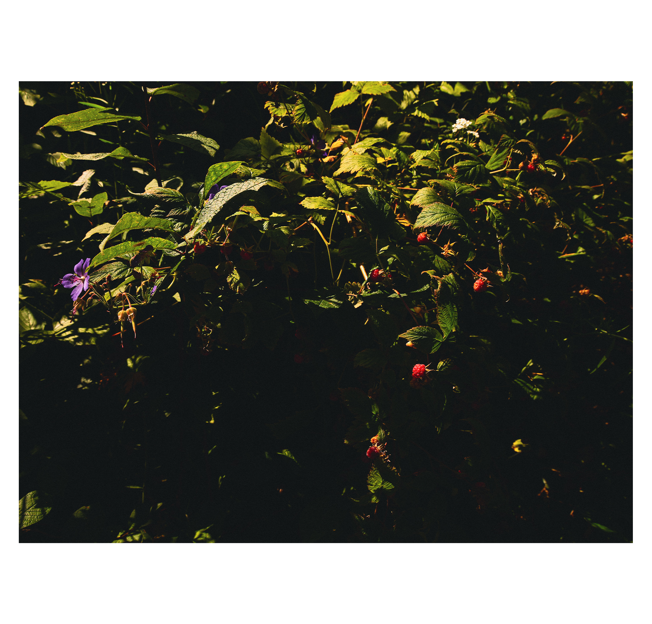 Summer hike. Фотограф/дизайнер в Екатеринбурге Хитрый Дмитрий