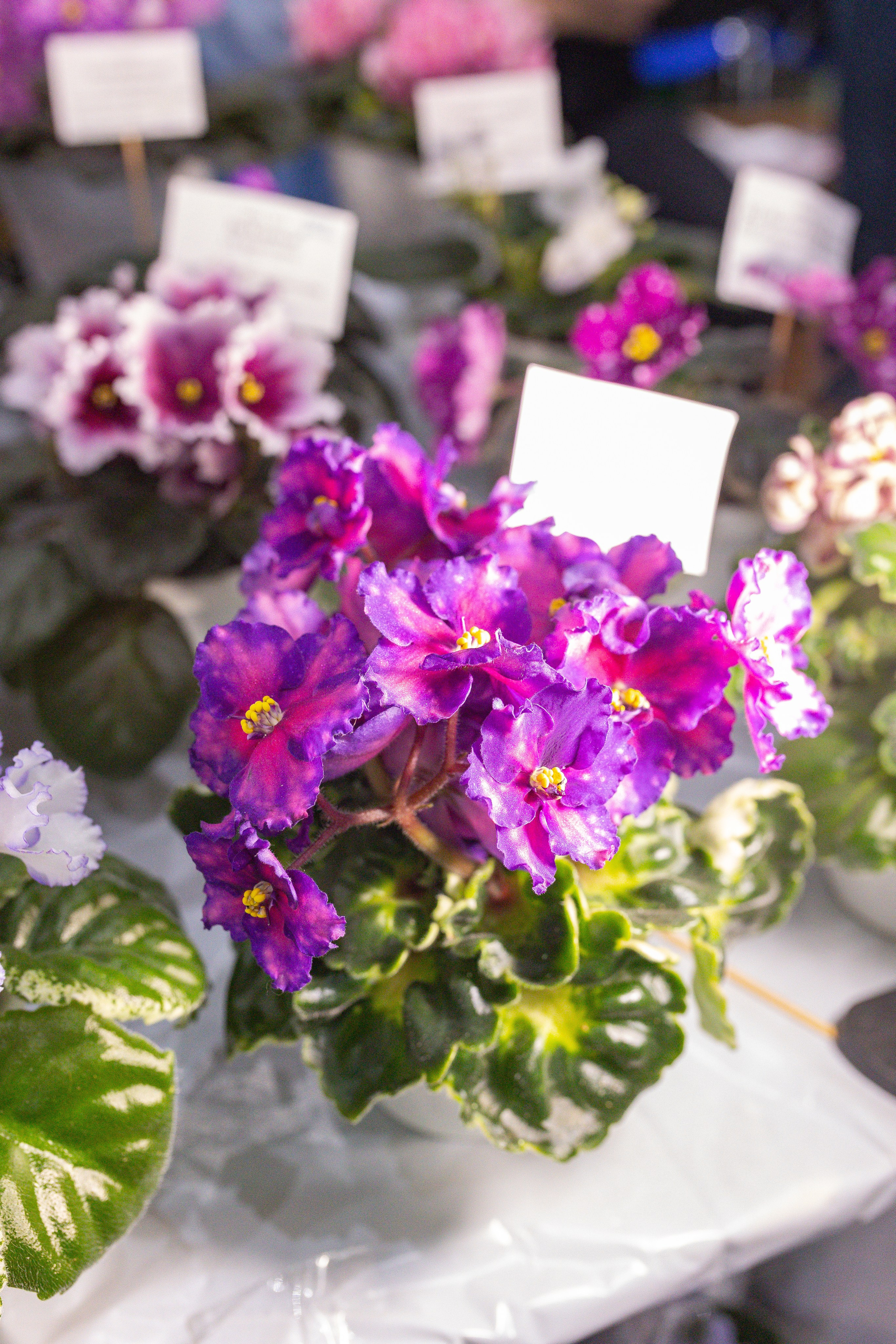 Орхидиум сентябрь 2025. Александра Куликова фотограф, Москва