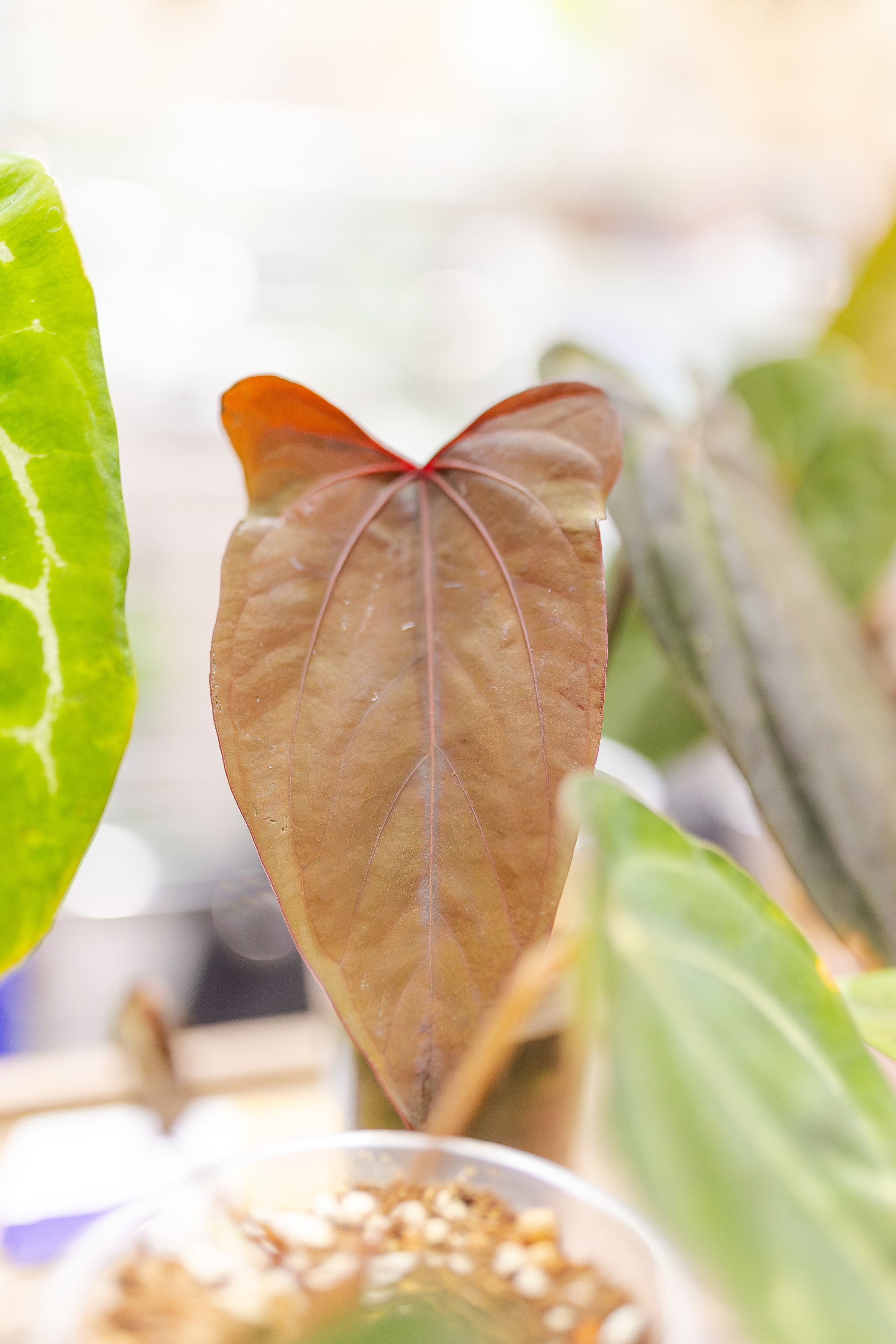 Монстериум апрель 2026. Александра Куликова фотограф, Москва