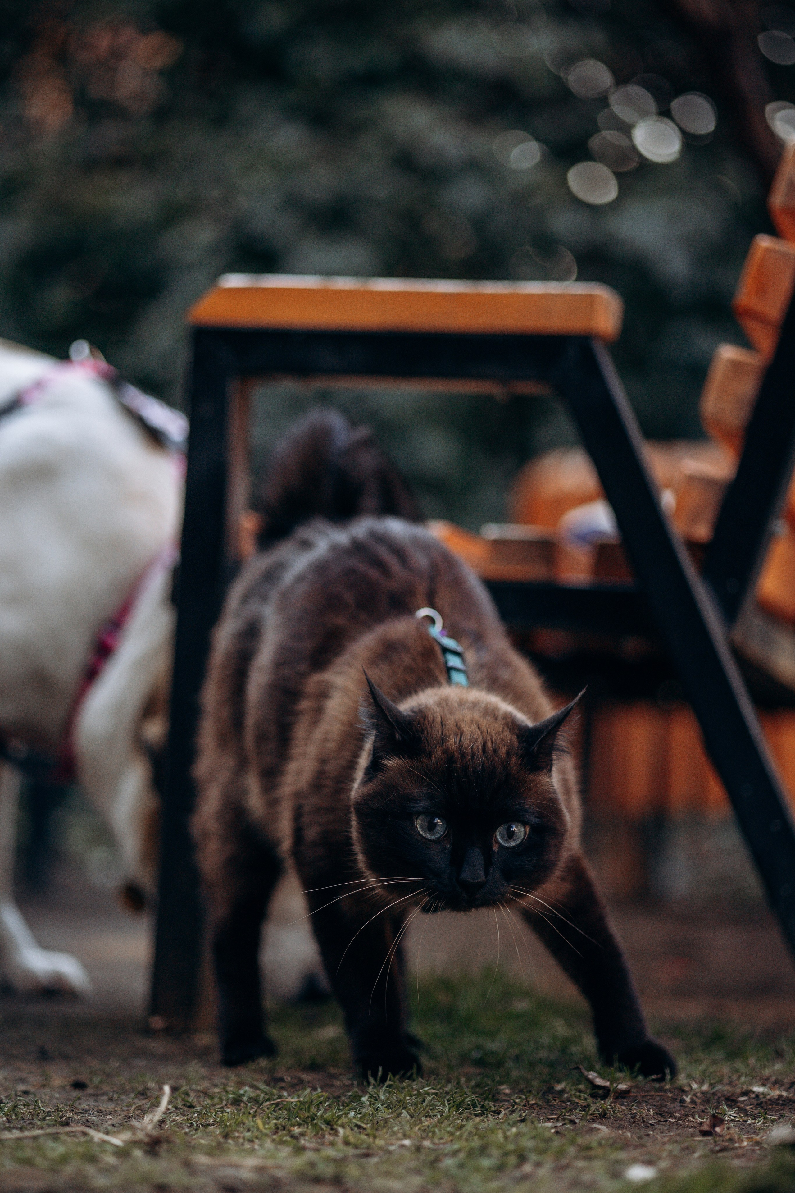 Саша и ее хвосты. Фотограф — Анималист | Санкт-Петербург