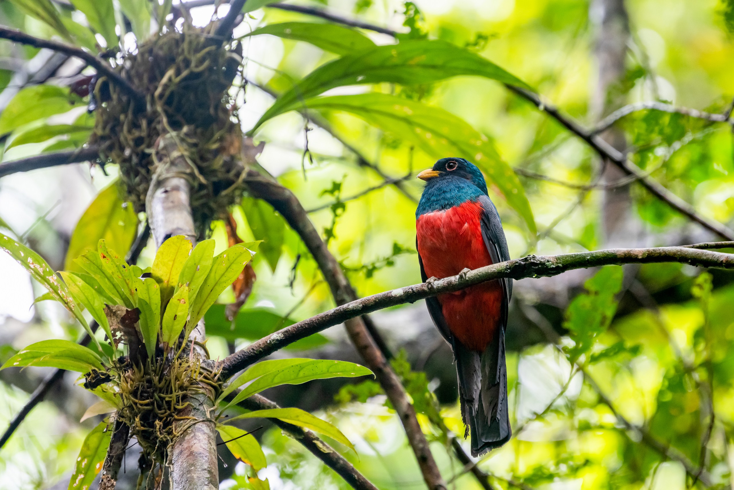 Джунгли Амазонки