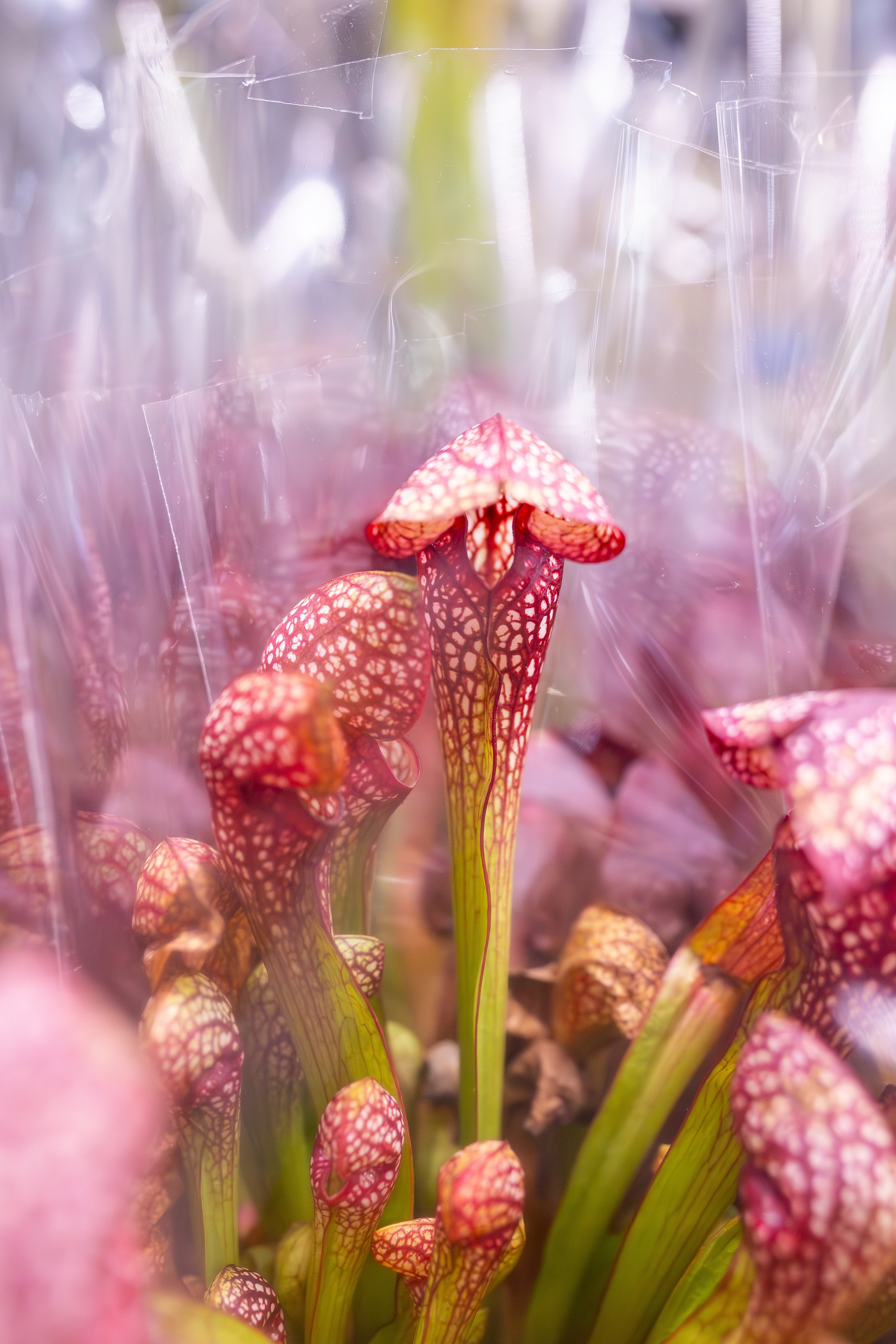 Орхидиум сентябрь 2025. Александра Куликова фотограф, Москва