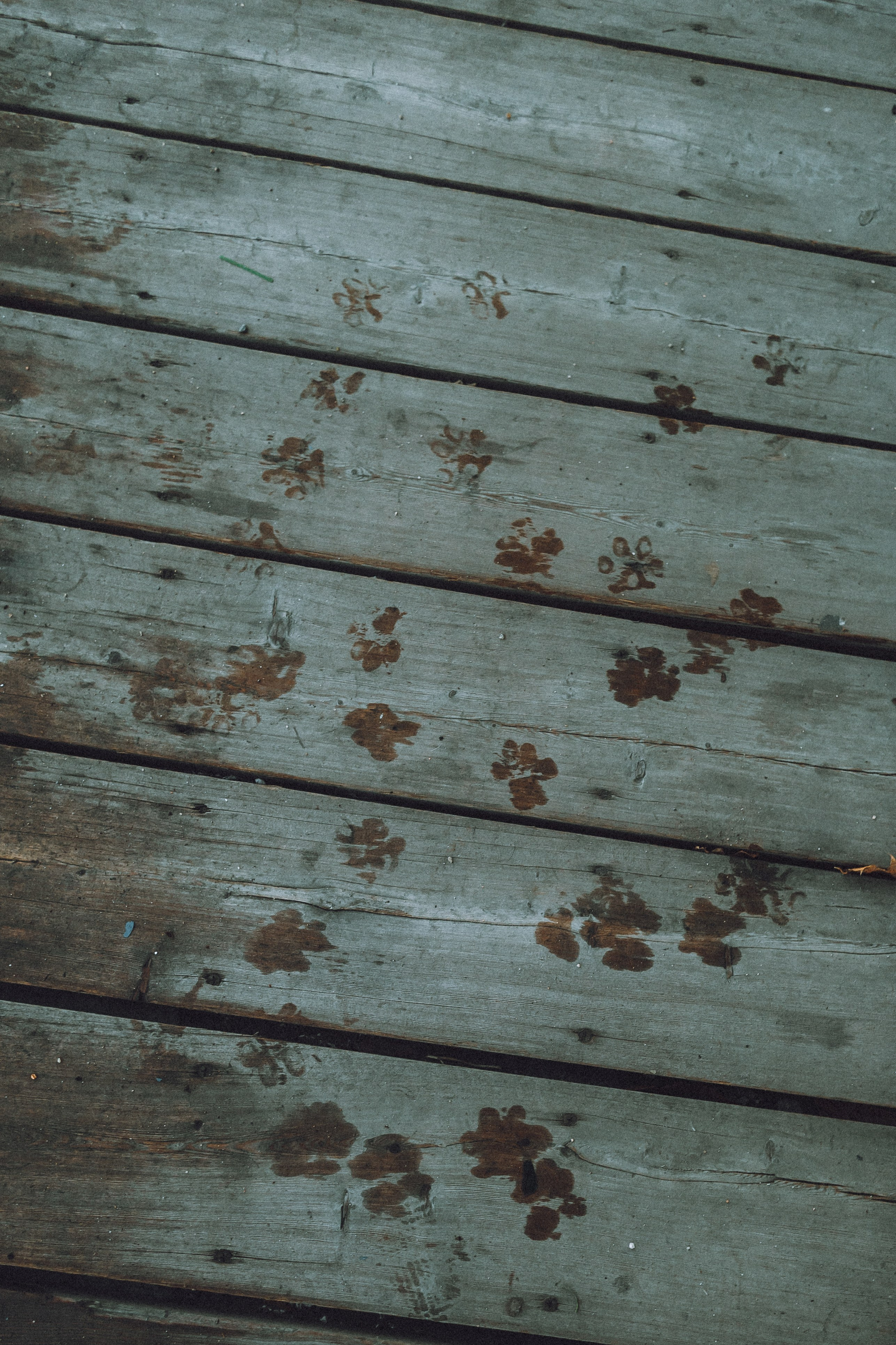 Саша, Дима и Шпуля