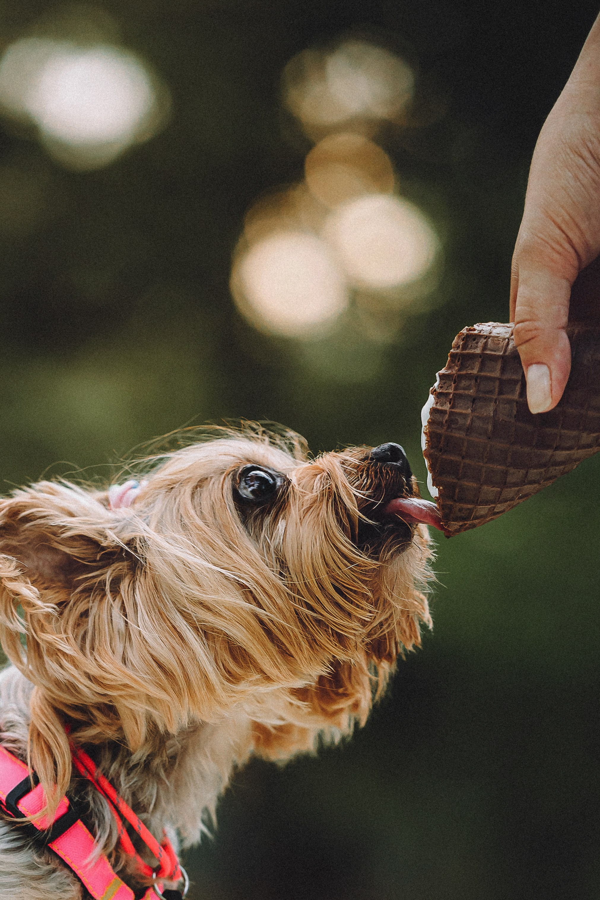 Даша и Дэзи