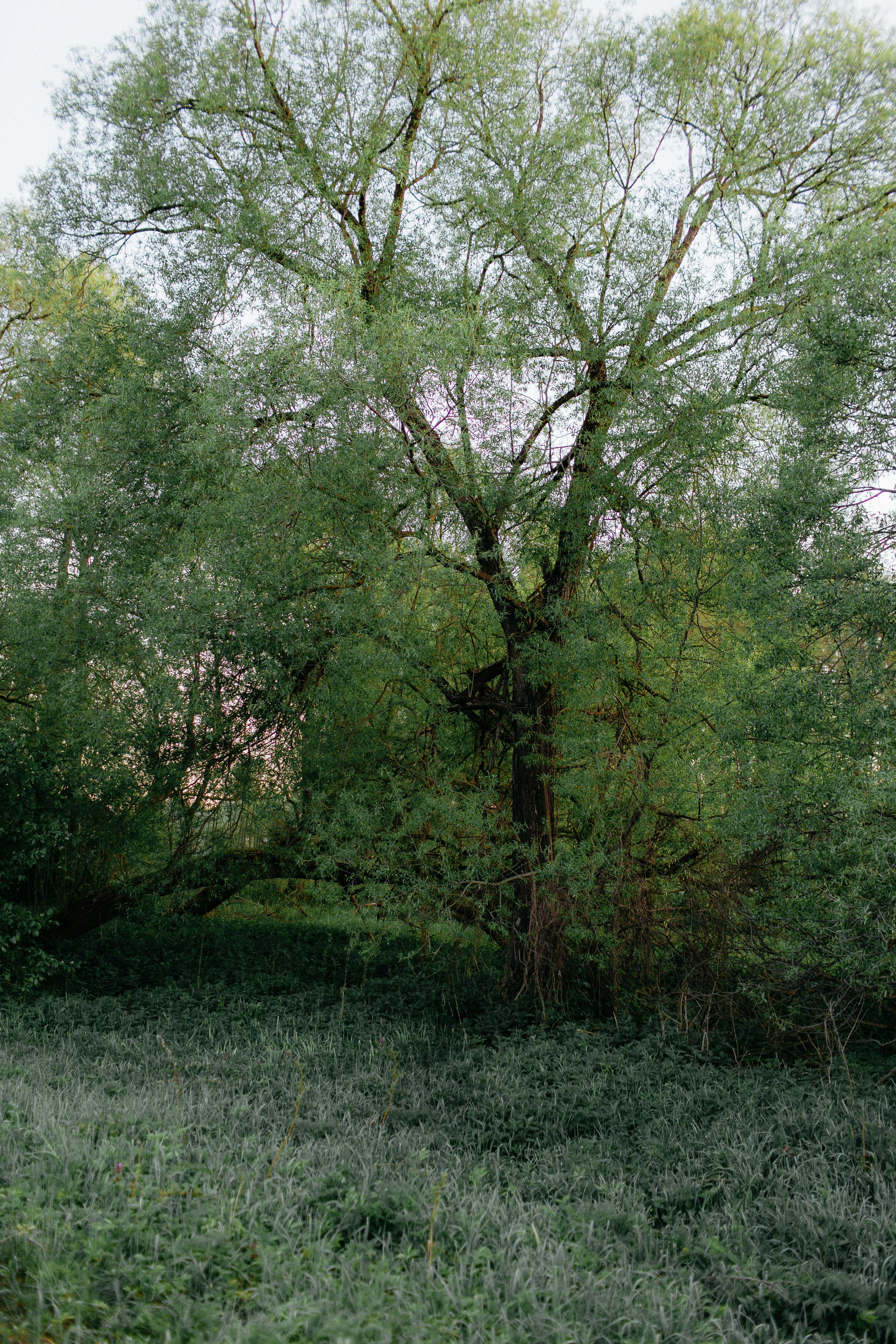 Арина и Андрей. Свадебный и семейный фотограф Иваново Елена Угодина