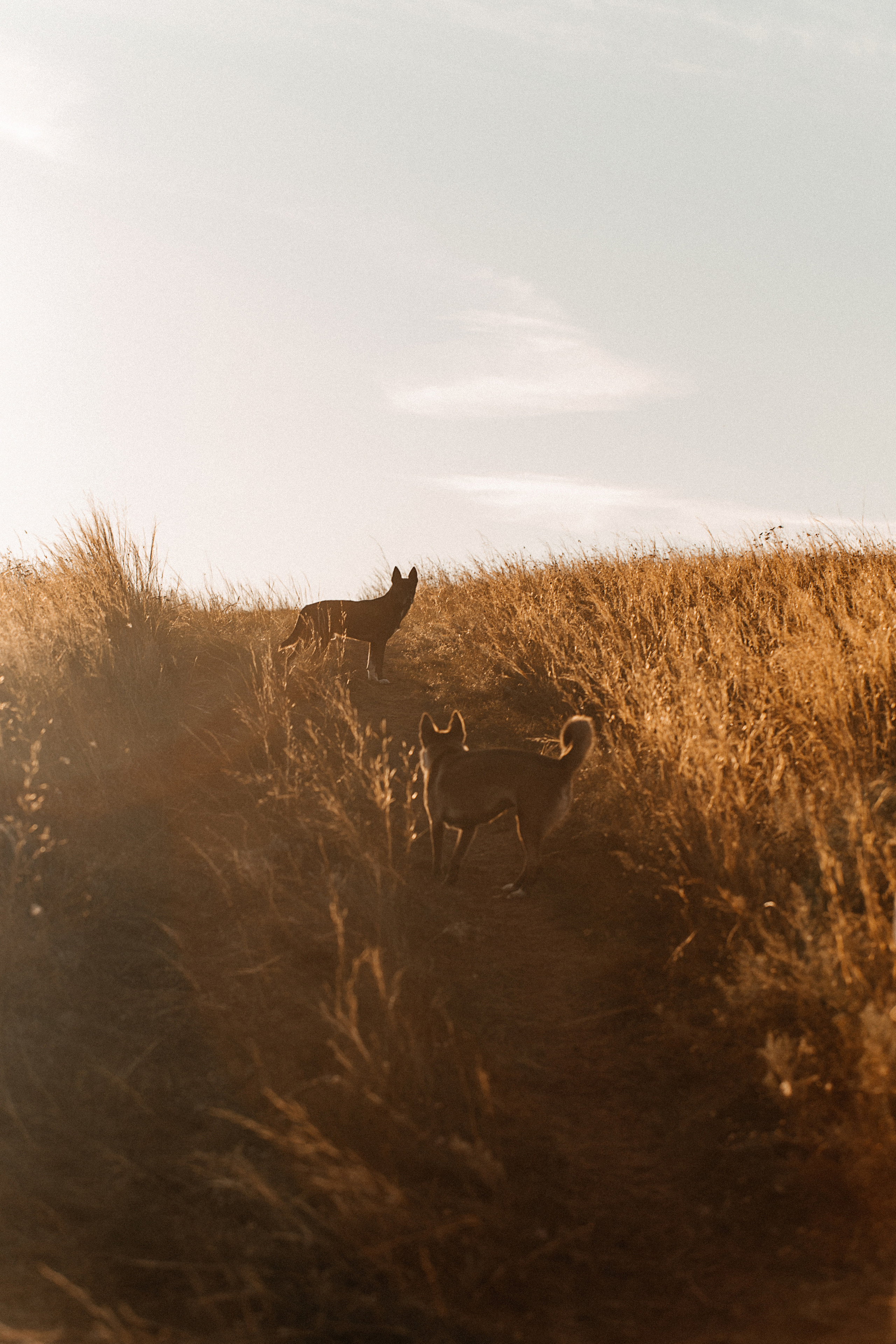 Дарья и Михаил. Фотограф Подсумкина Ирина