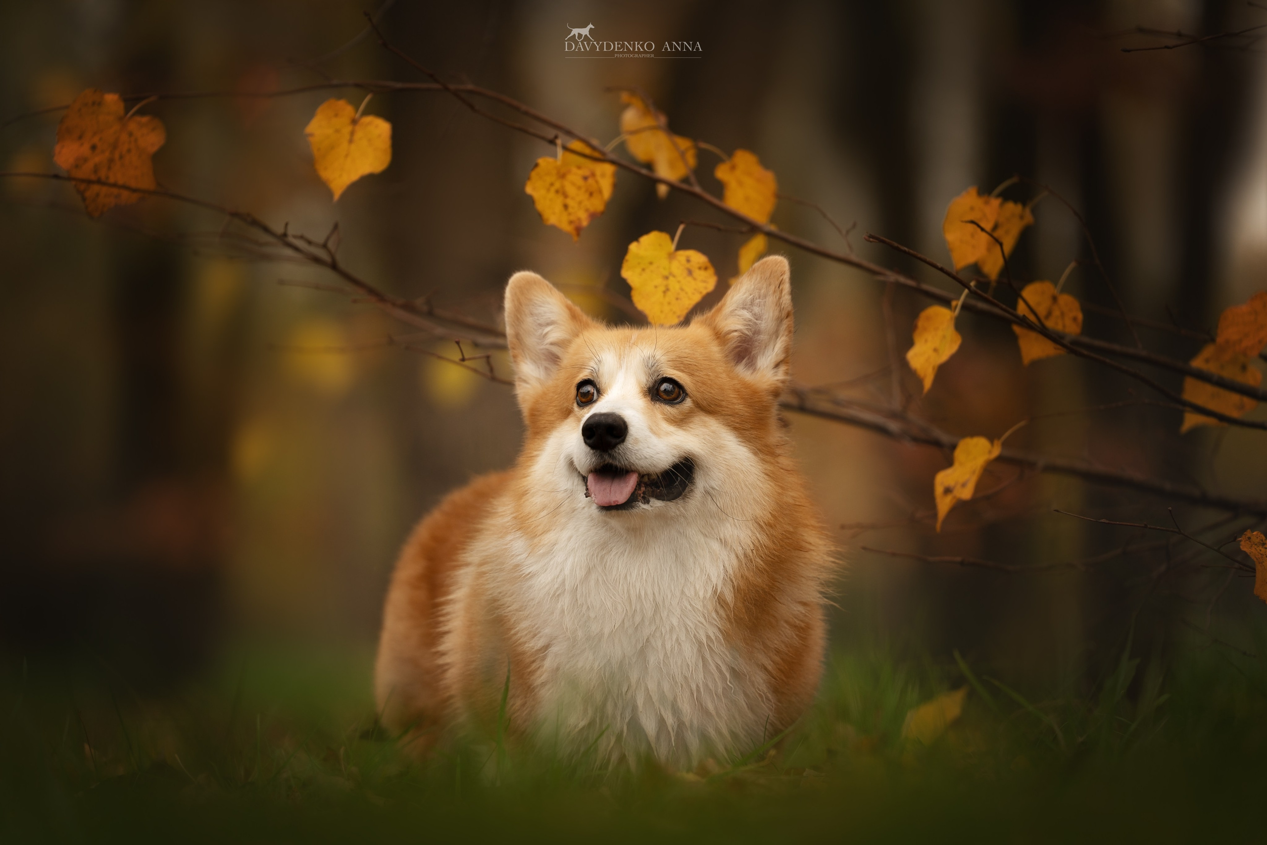 фотограф анималист краснодар