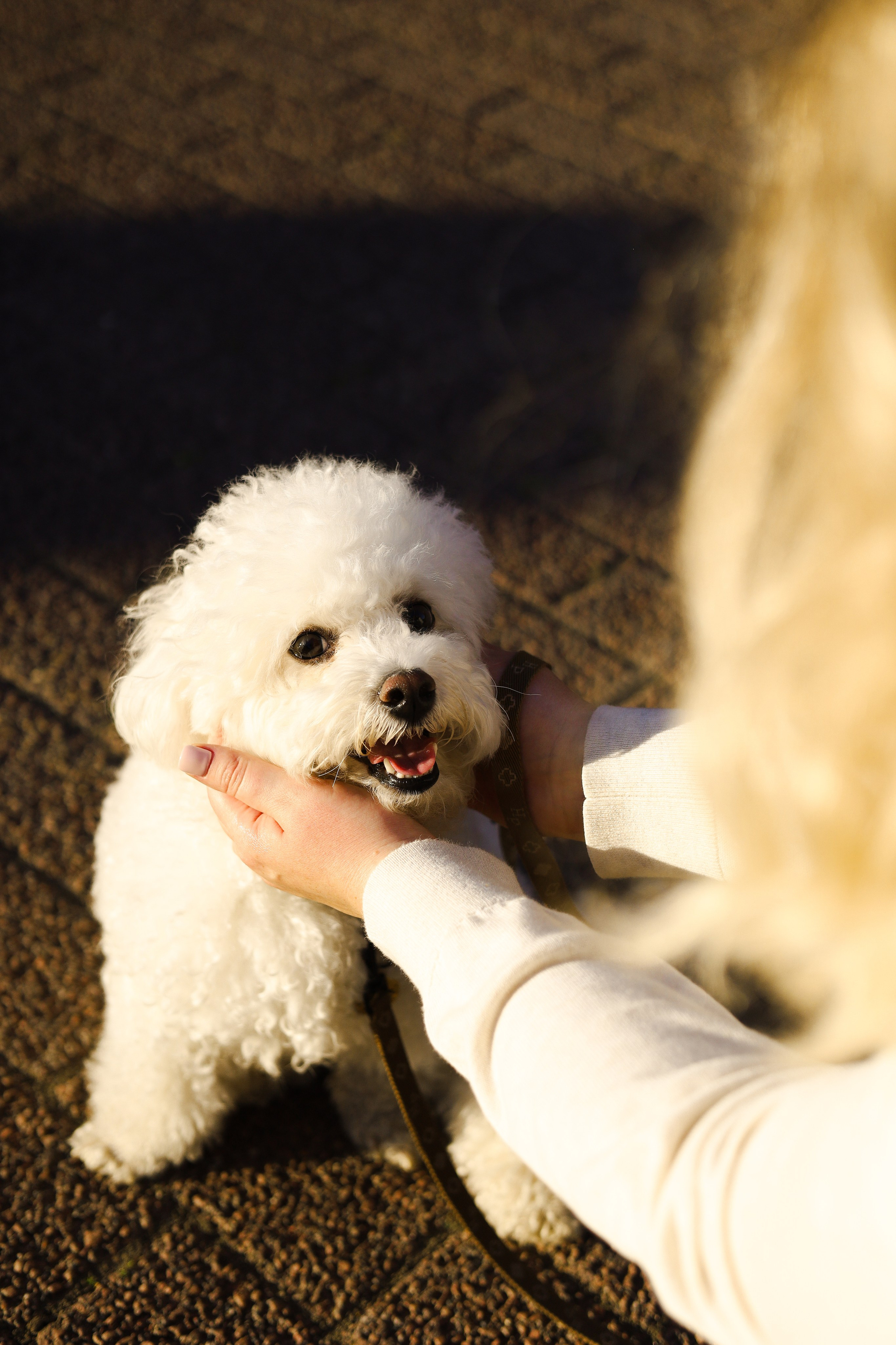 Тимоша, Катя и Вова. Фотограф-анималист Ксения Шевцова|Москва